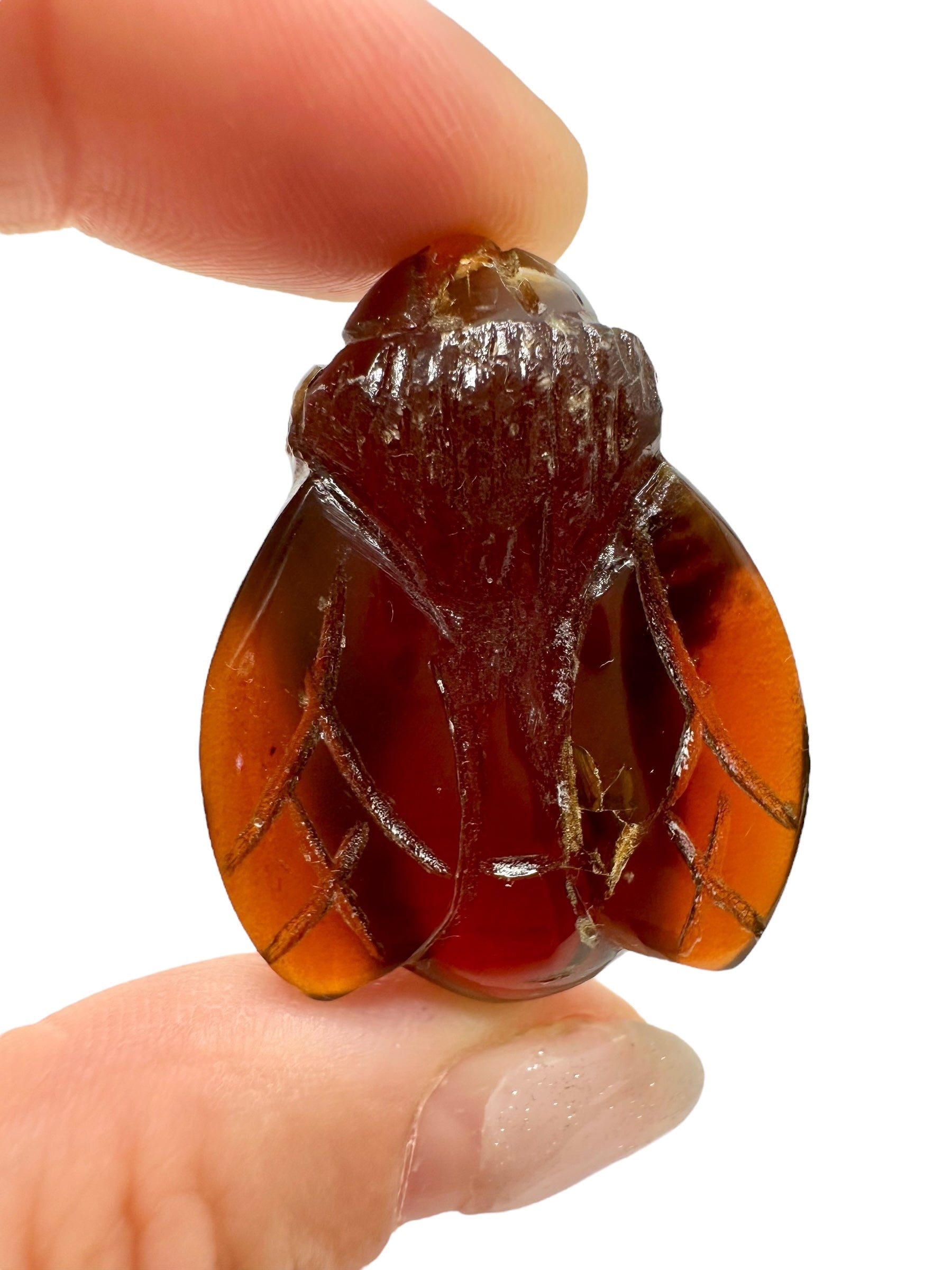 Amber bee – Sumatra, Indonesia - JV020