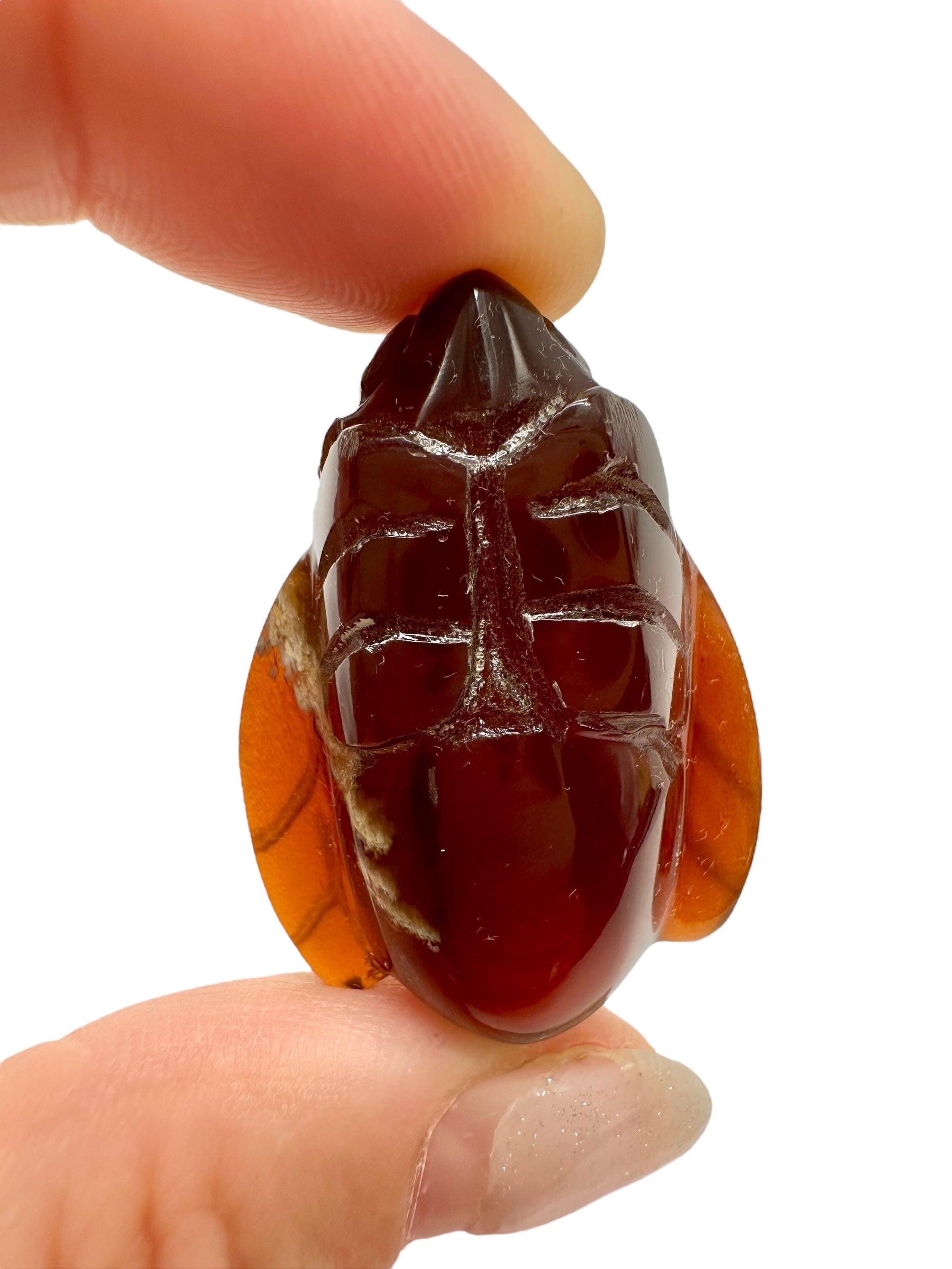 Amber bee – Sumatra, Indonesia - JV020