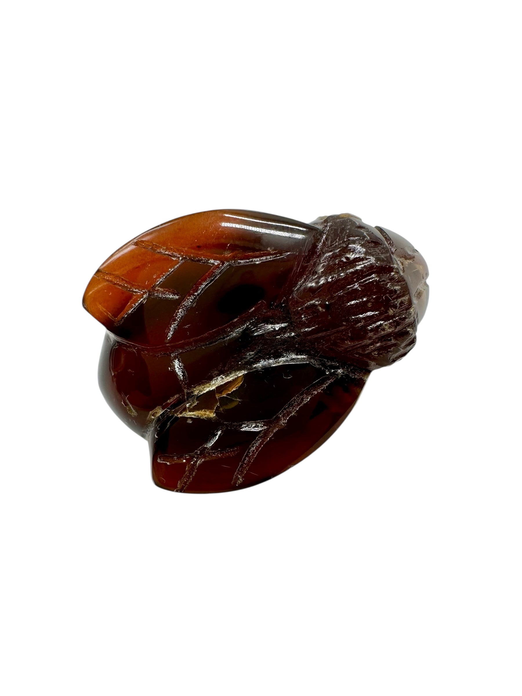 Amber bee – Sumatra, Indonesia - JV020