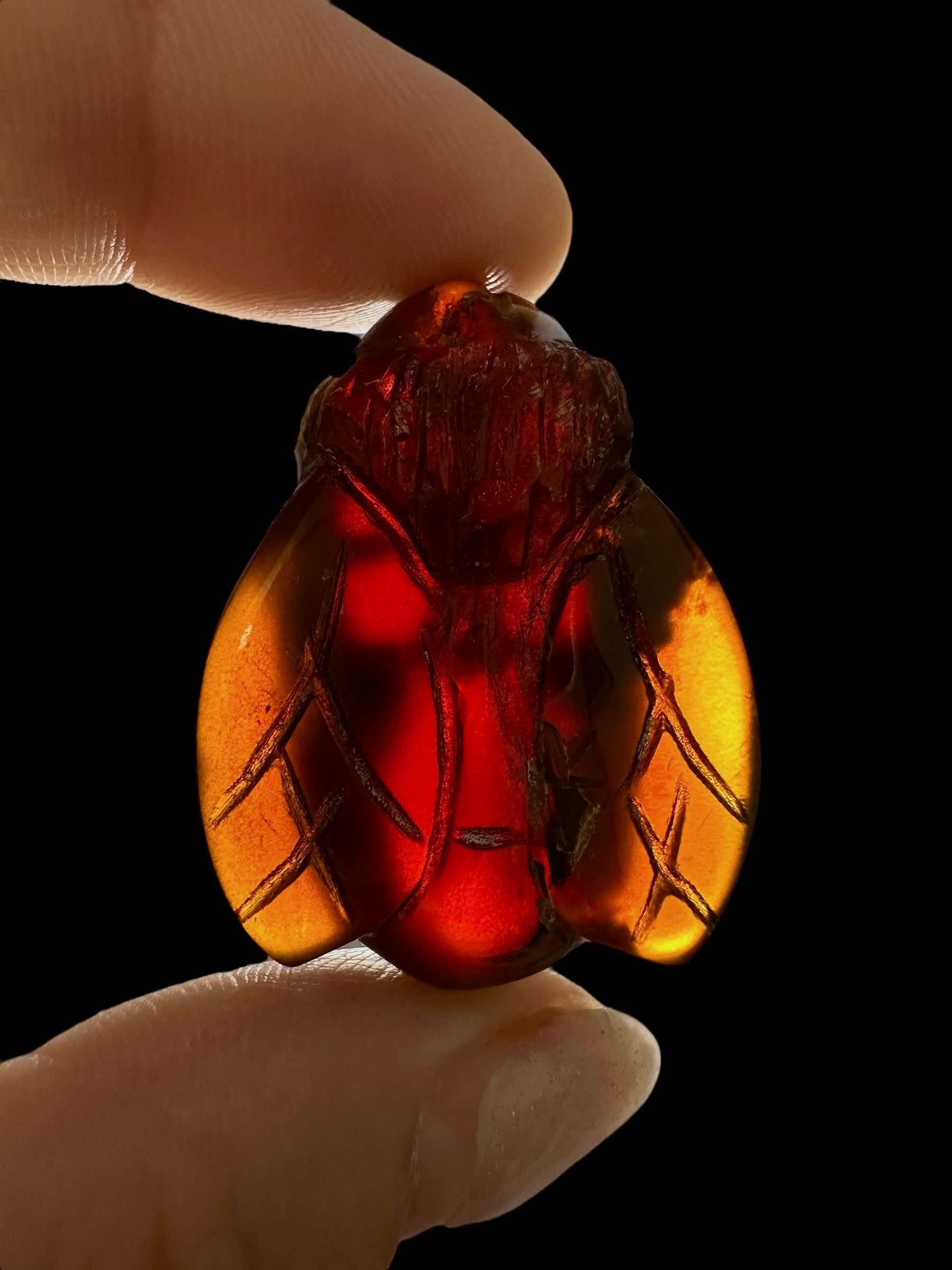 Amber bee – Sumatra, Indonesia - JV020
