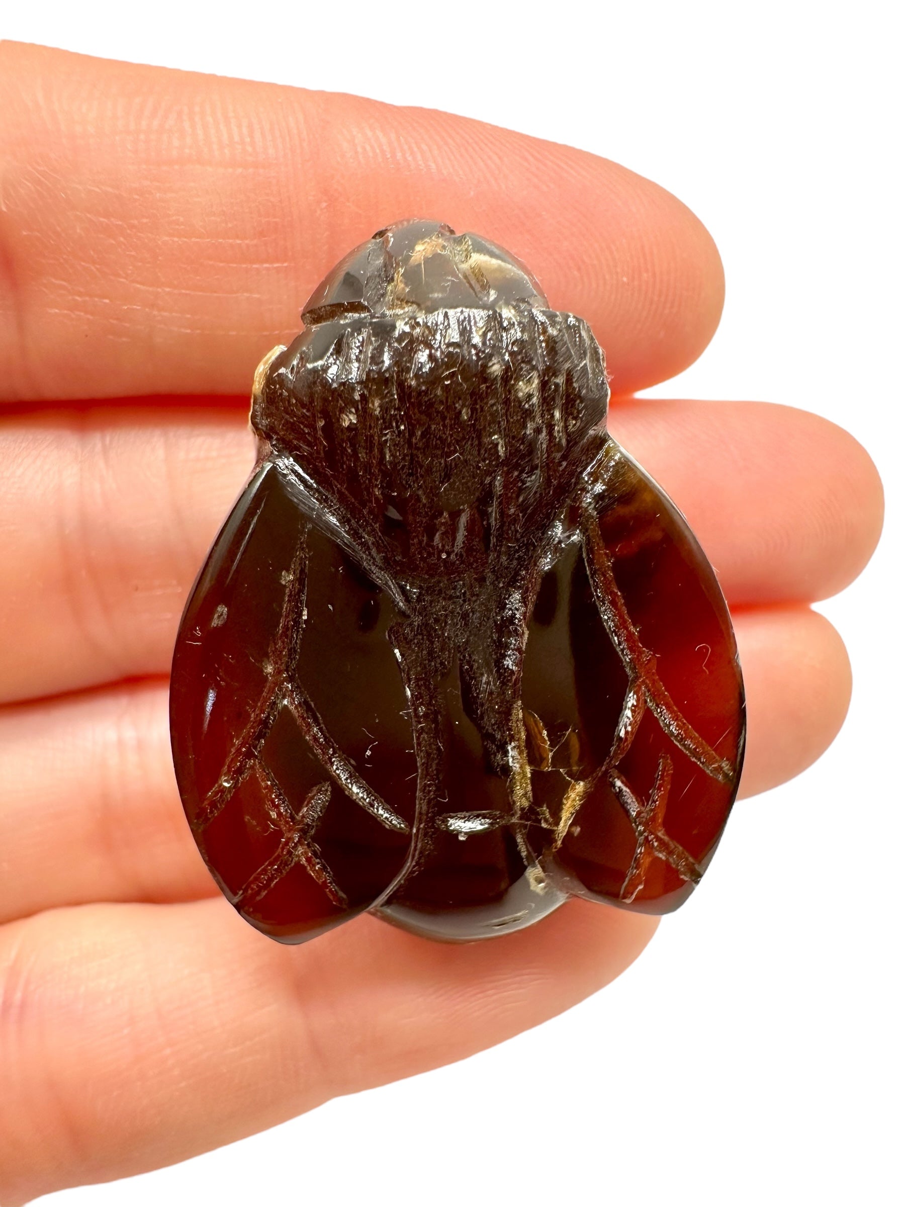 Amber bee – Sumatra, Indonesia