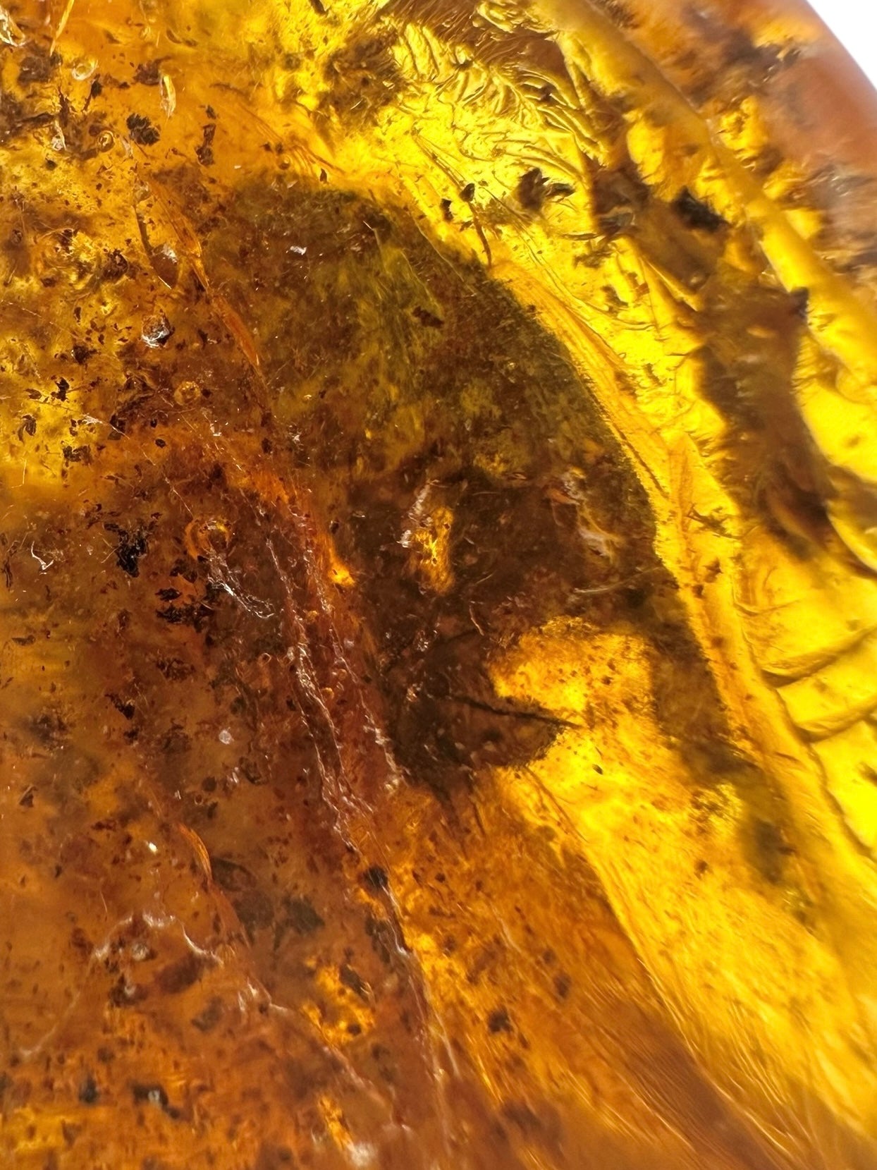 Insects in amber – Lithuania – 13,9g - IJ160