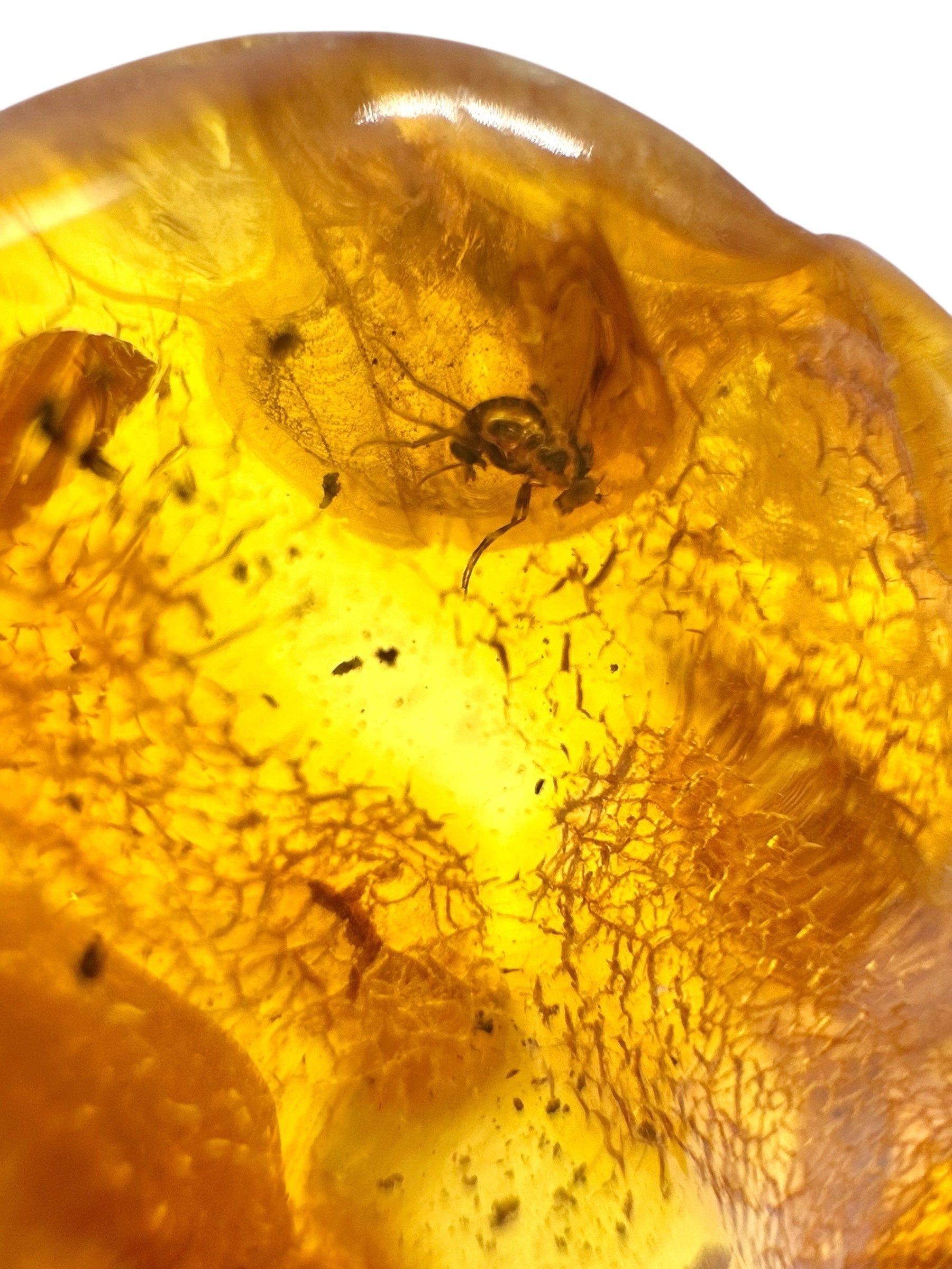 Insects in amber – Lithuania – 11,1g