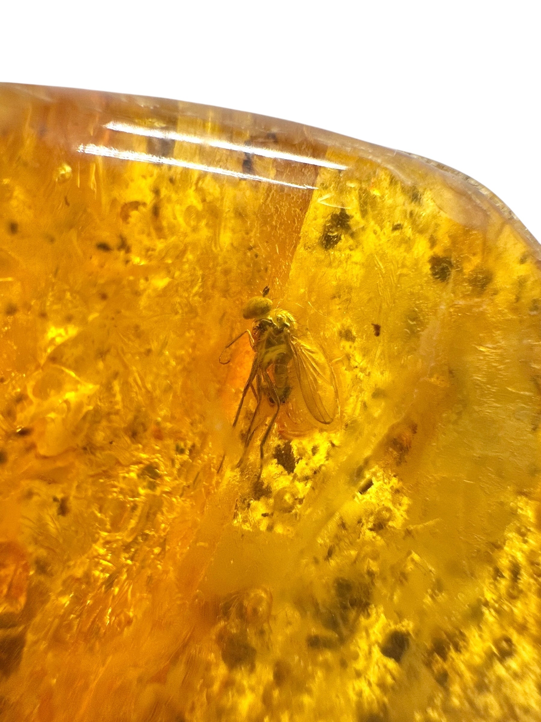 Insects in amber – Lithuania – 13g