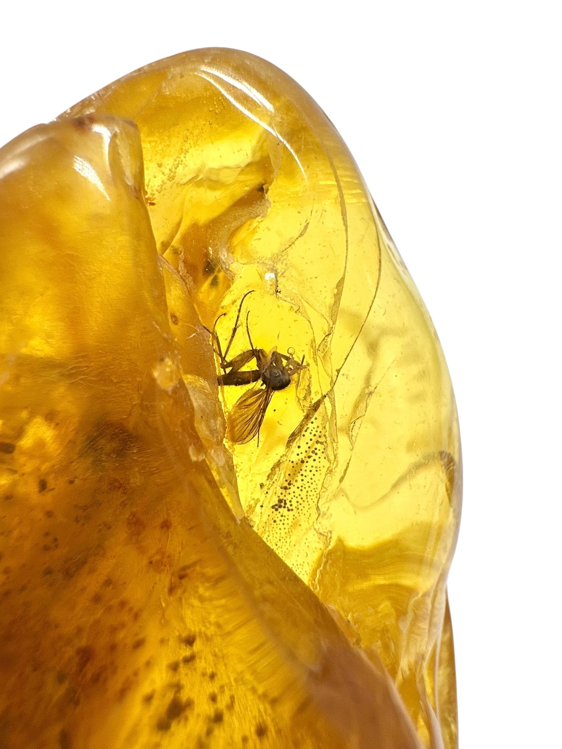 Insects in amber – Lithuania – 13,3g