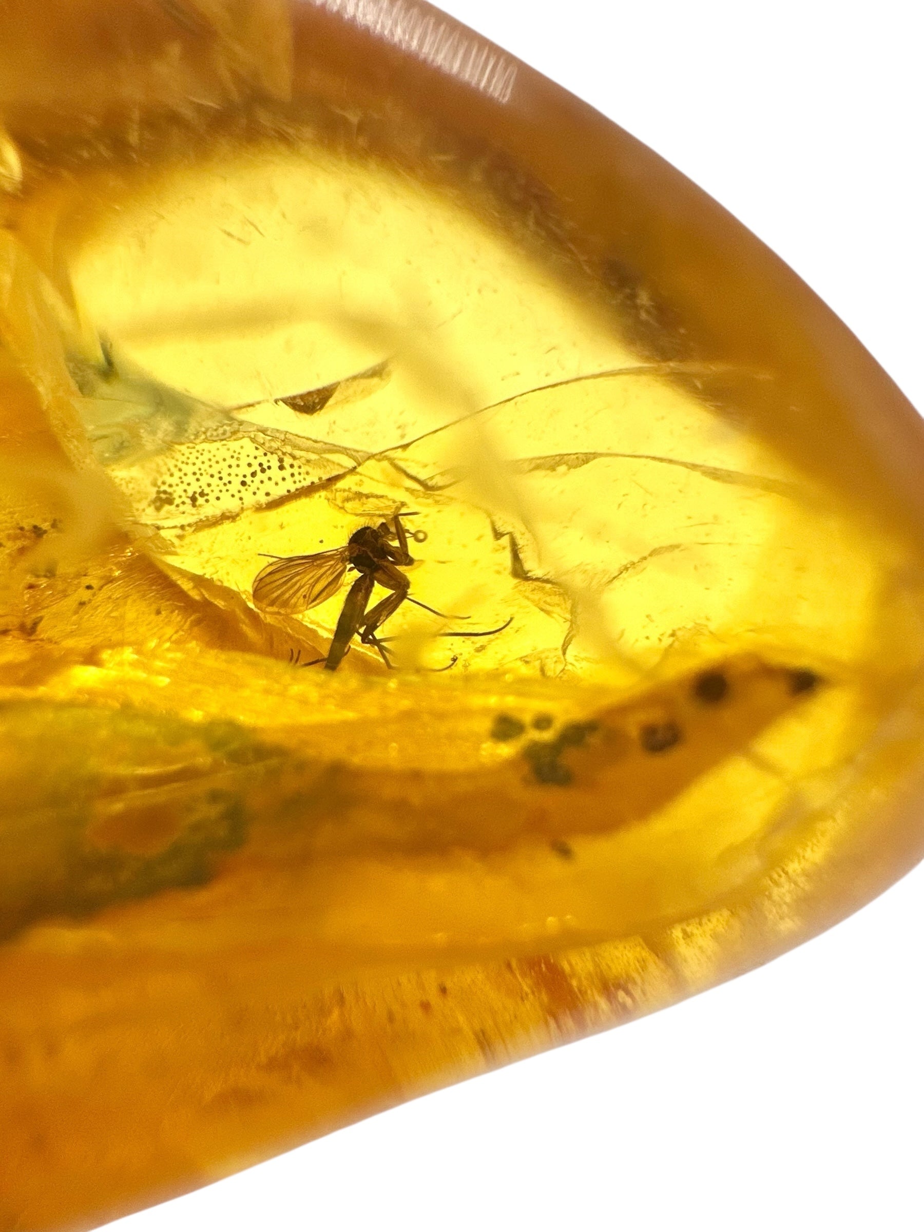Insects in amber – Lithuania – 13,3g - IJ164
