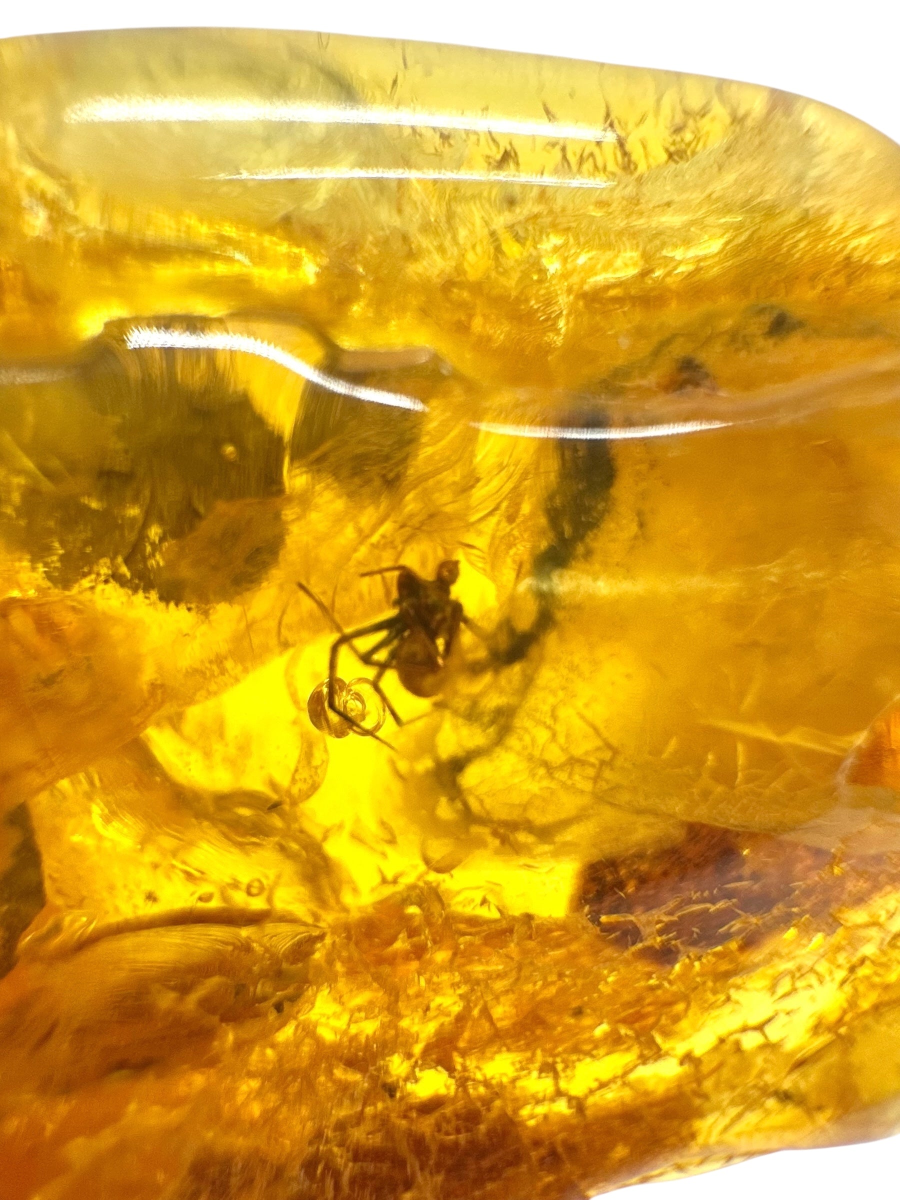 Insects in amber – Lithuania – 11,7g - IJ165