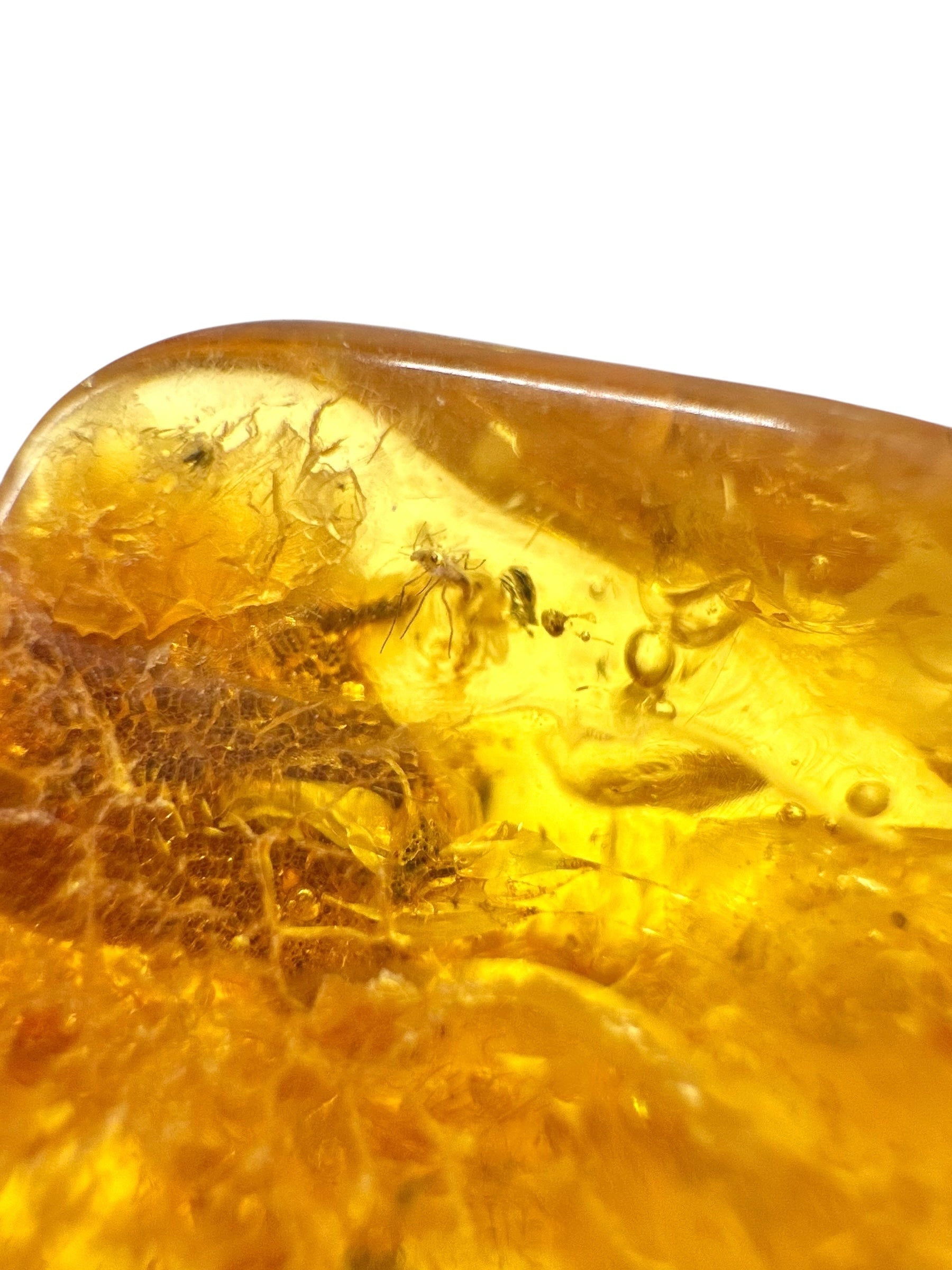 Insects in amber – Lithuania – 11,7g