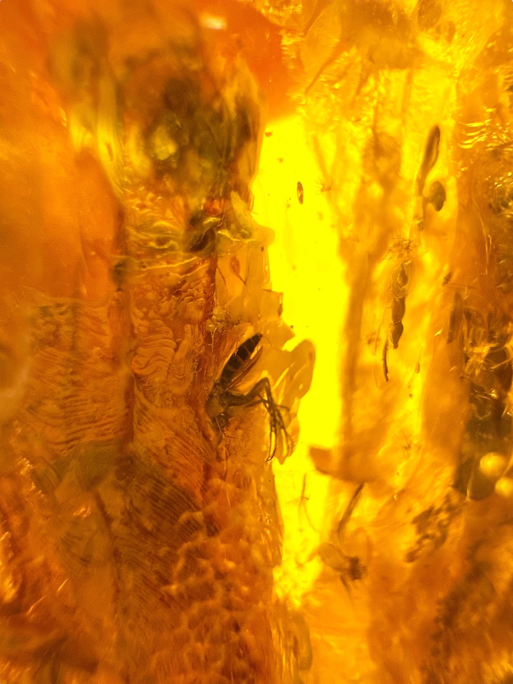 Insects in amber – Lithuania – 19,3g - IJ166