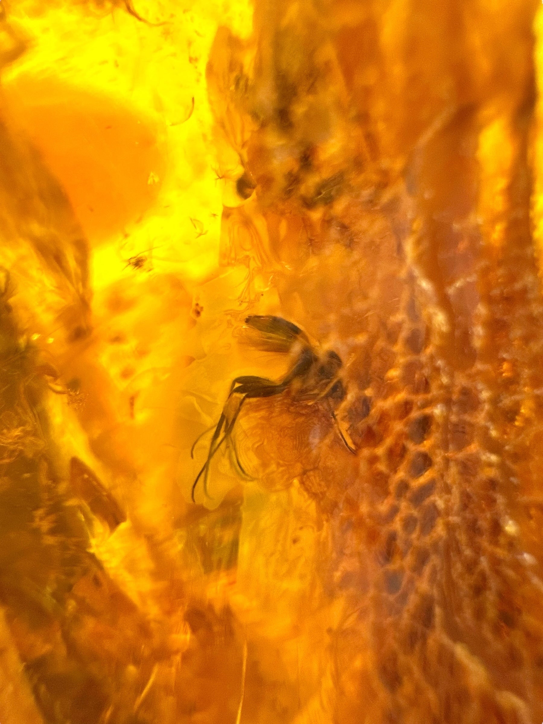 Insects in amber – Lithuania – 19,3g - IJ166