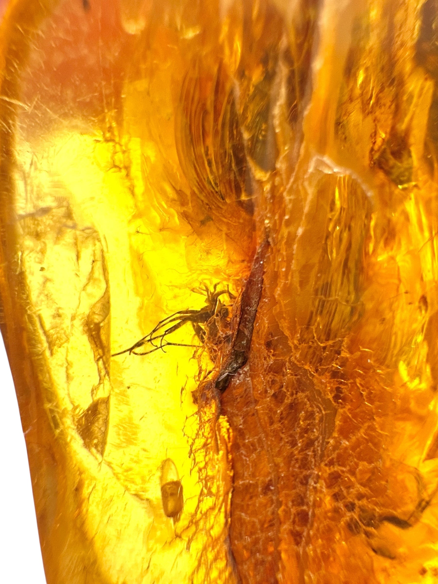 Insects in amber – Lithuania – 19,3g - IJ166