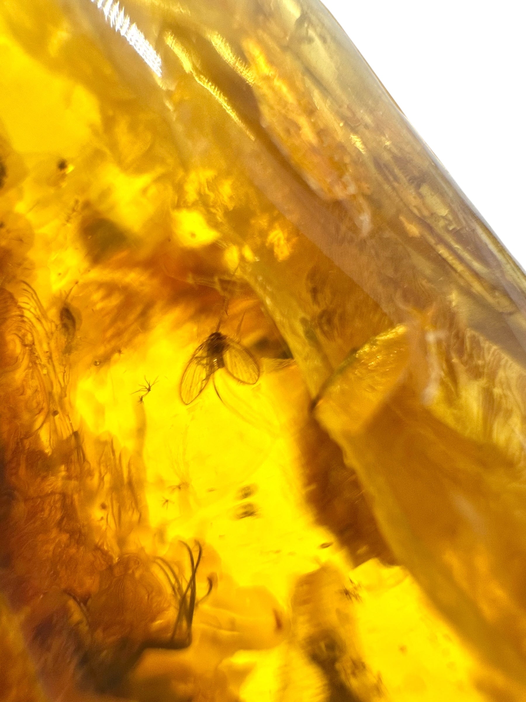 Insects in amber – Lithuania – 19,3g - IJ166