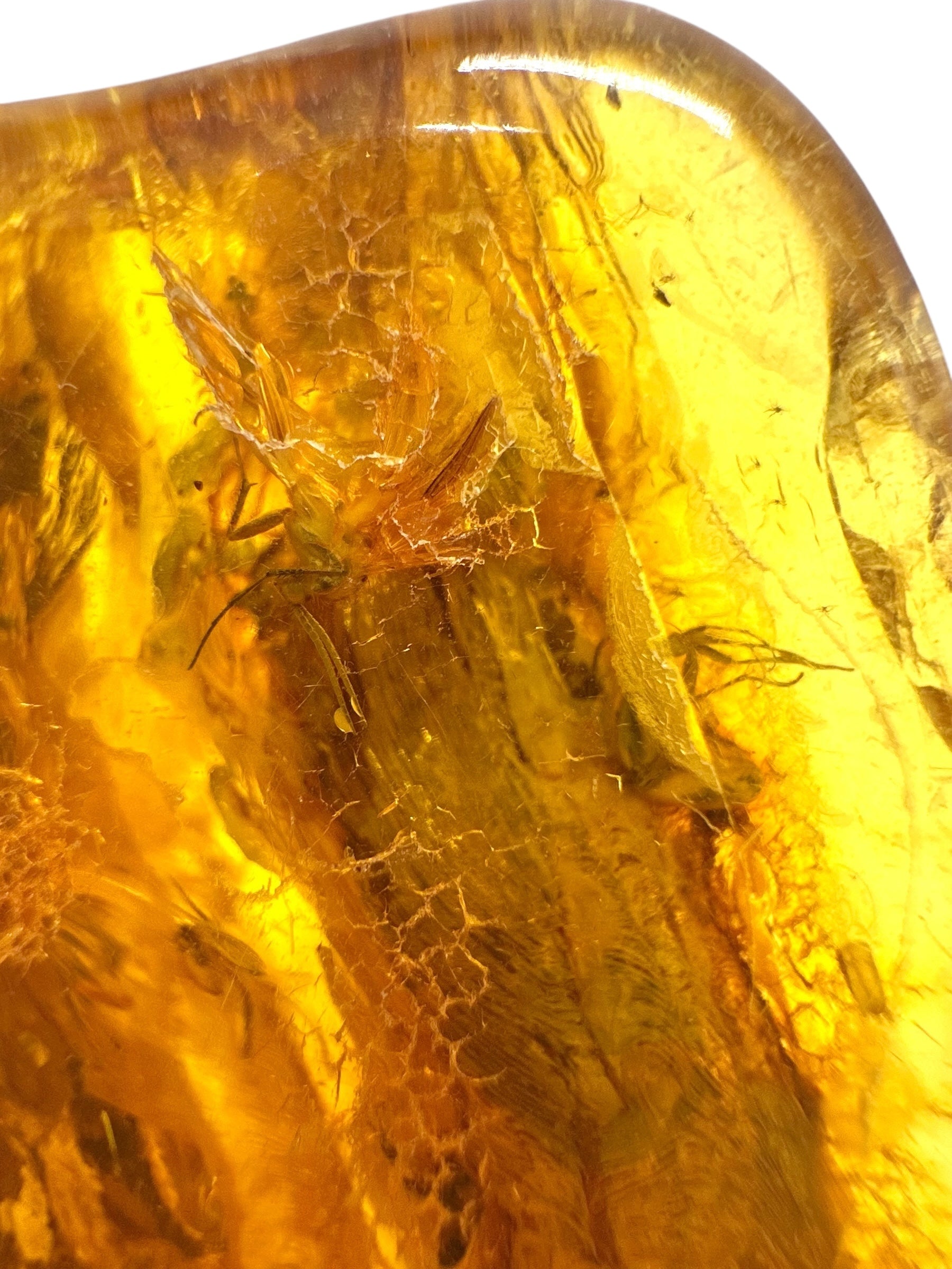 Insects in amber – Lithuania – 19,3g - IJ166