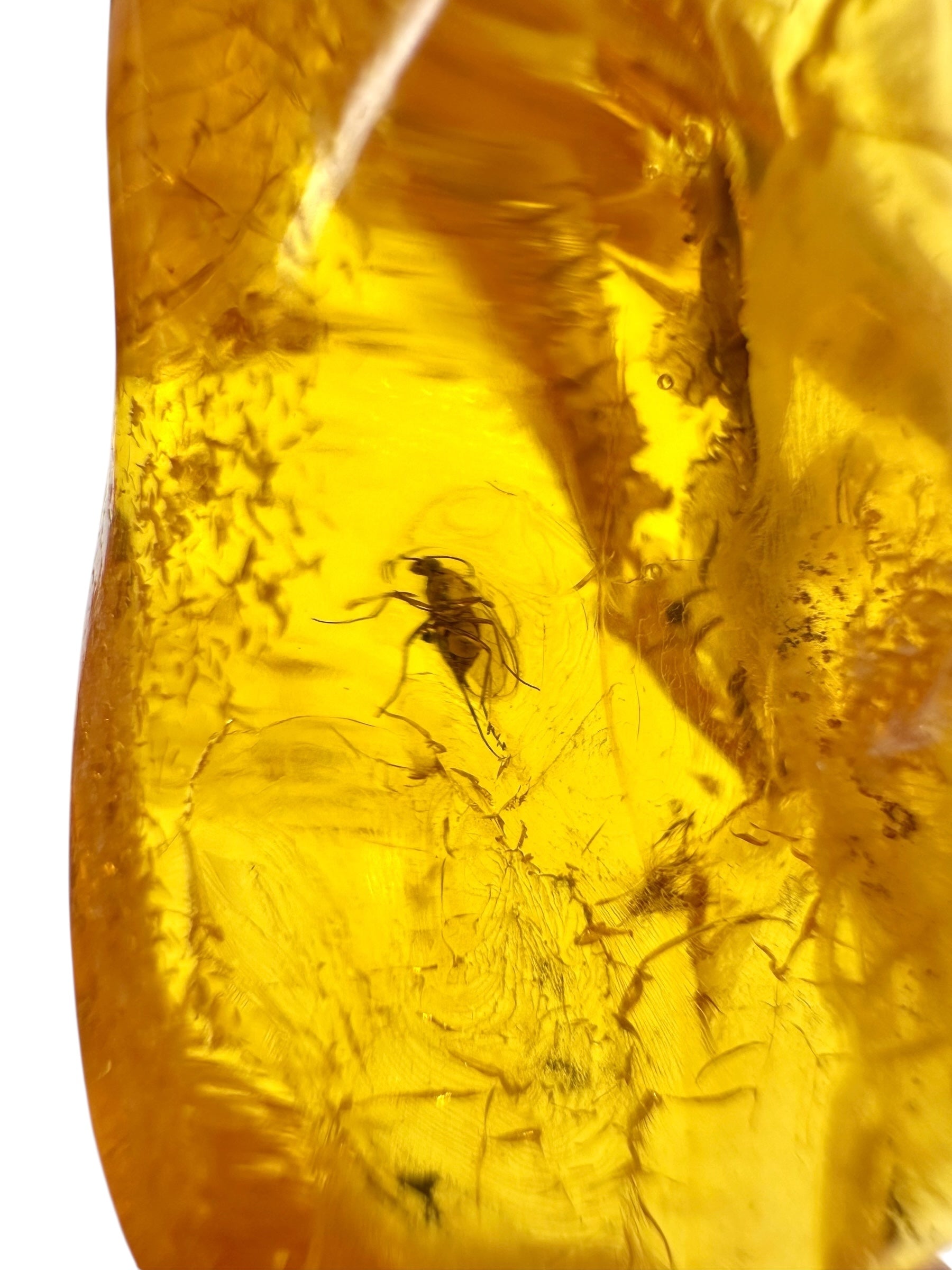 Insects in amber – Lithuania – 5g - IJ169