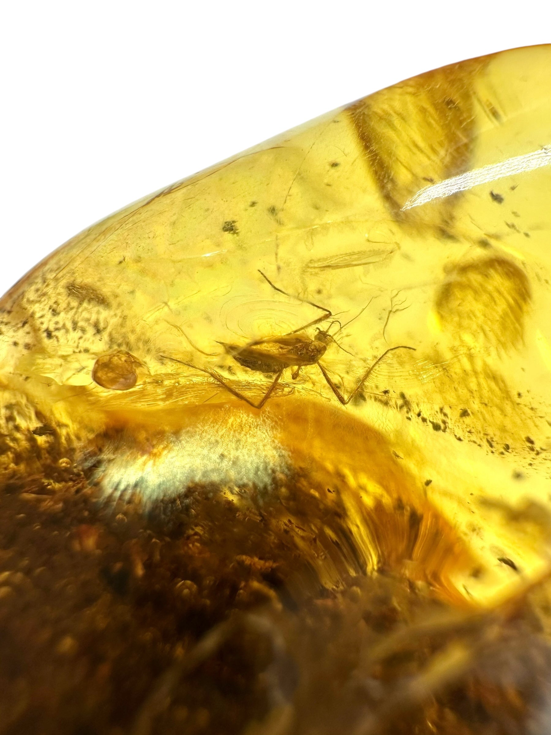 Insects in amber – Lithuania – 10,8g