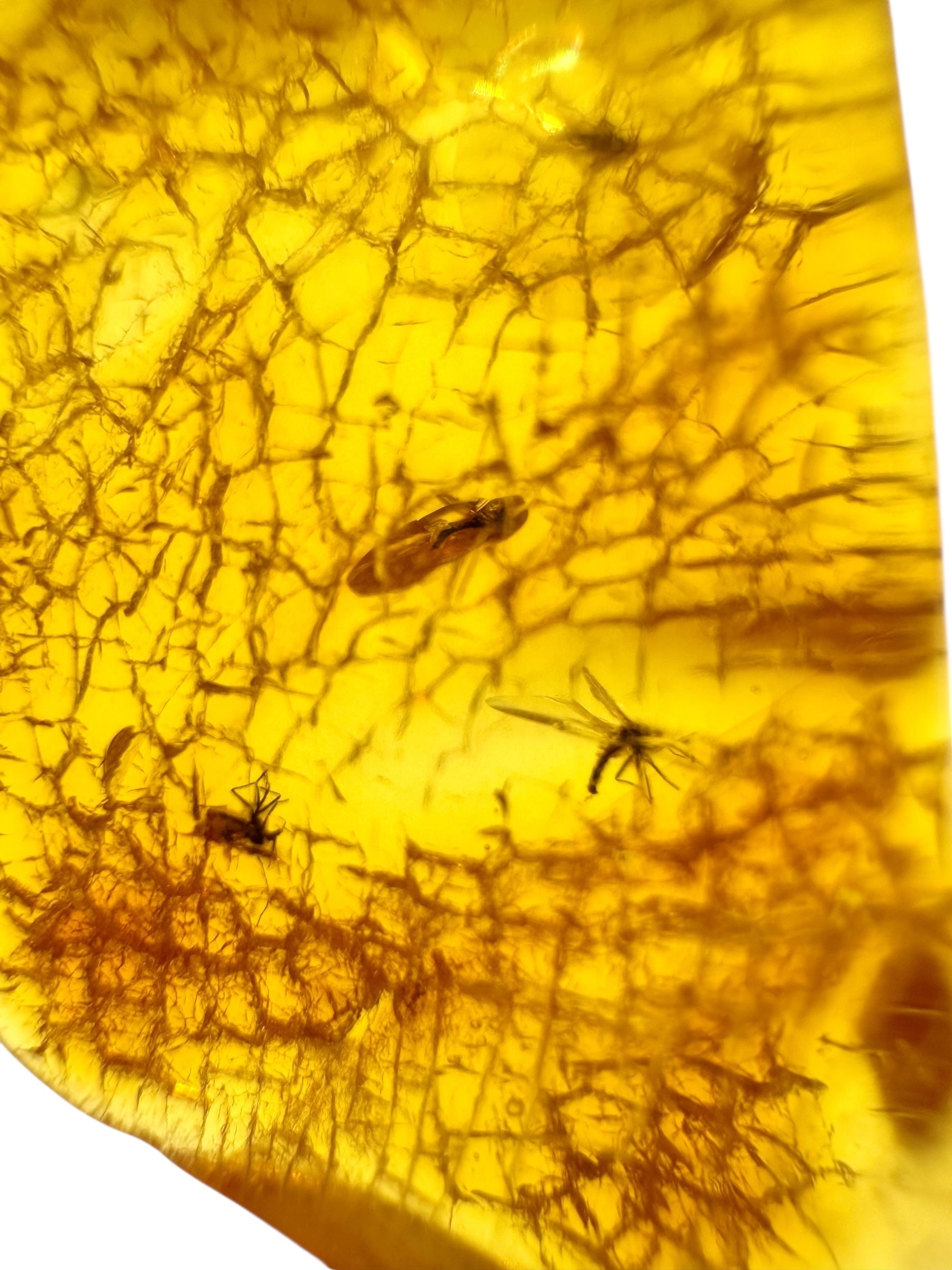 Insects in amber – Lithuania – 4,1g