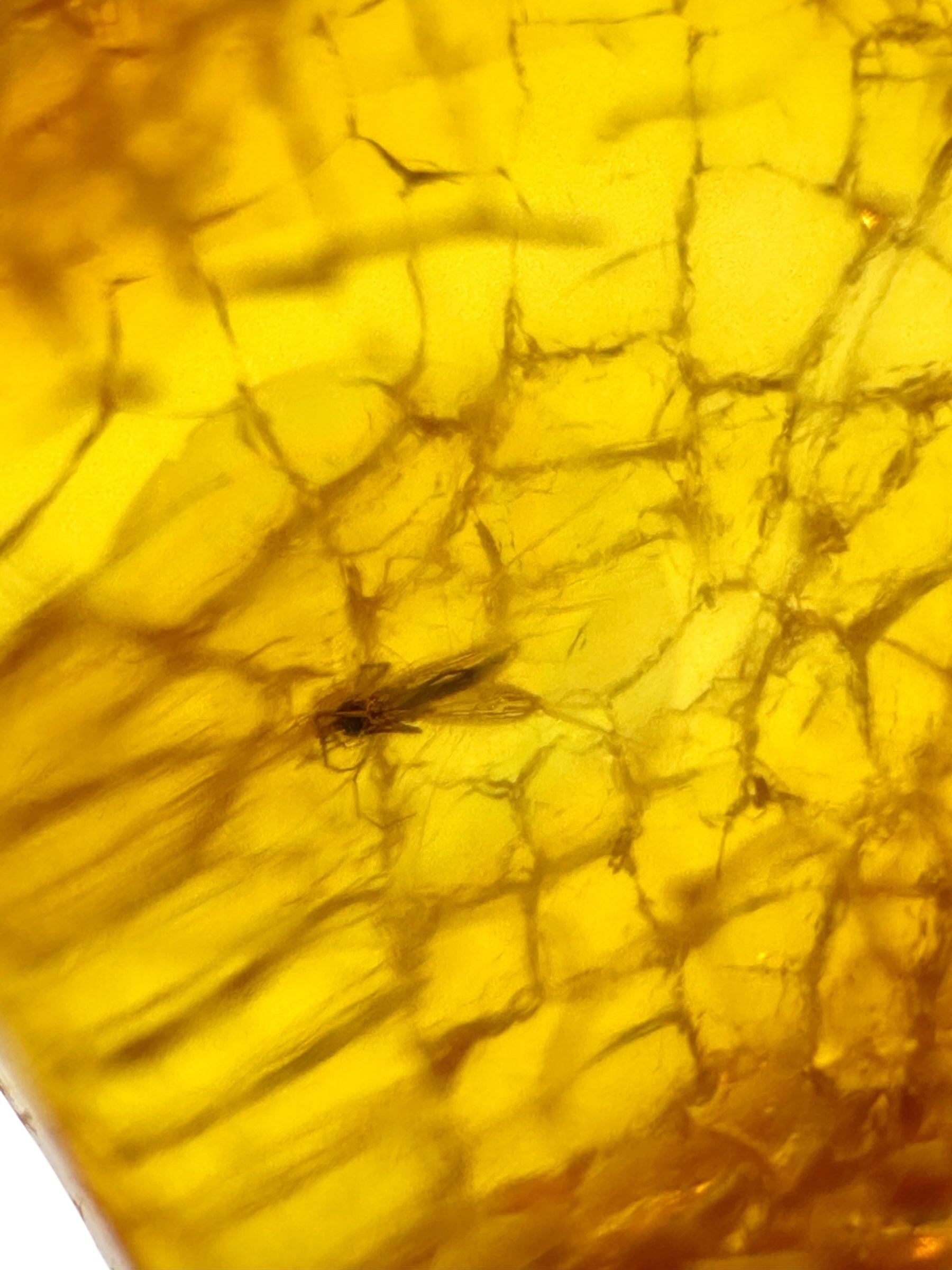 Insects in amber – Lithuania – 4,1g - IJ171