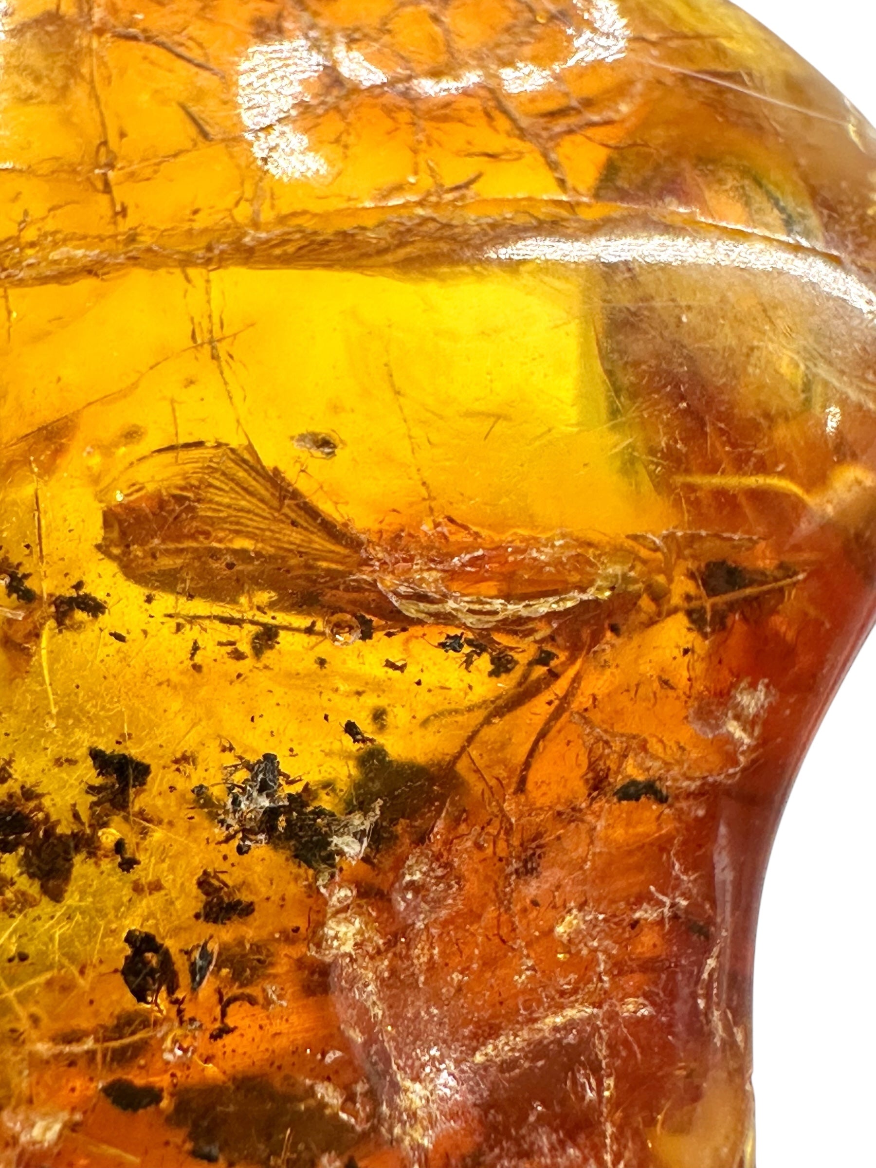 Insects in amber – Lithuania – 16,1g - IJ172