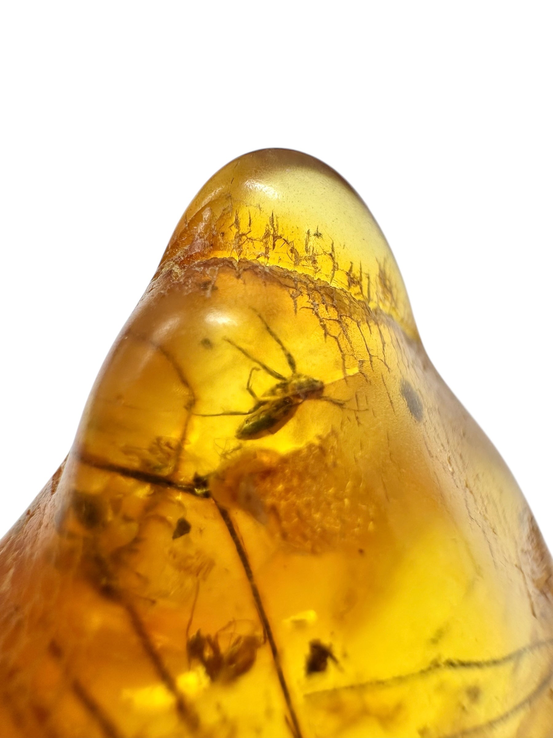 Insects in amber – Lithuania – 7,1g - IJ173