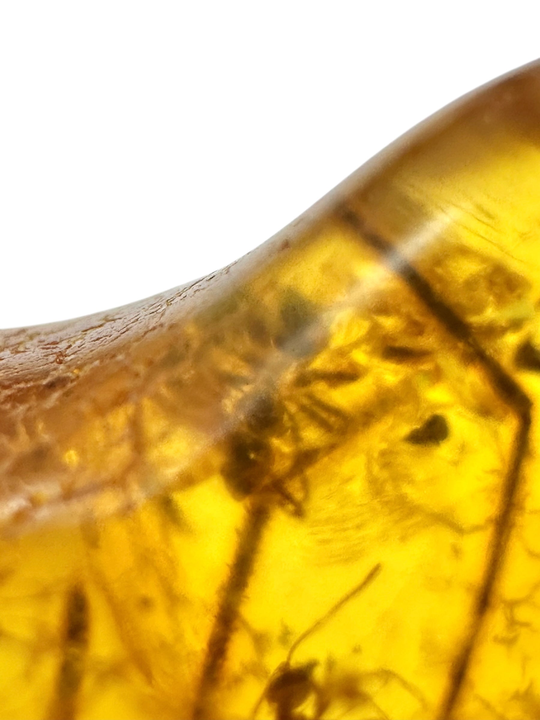 Insects in amber – Lithuania – 7,1g - IJ173