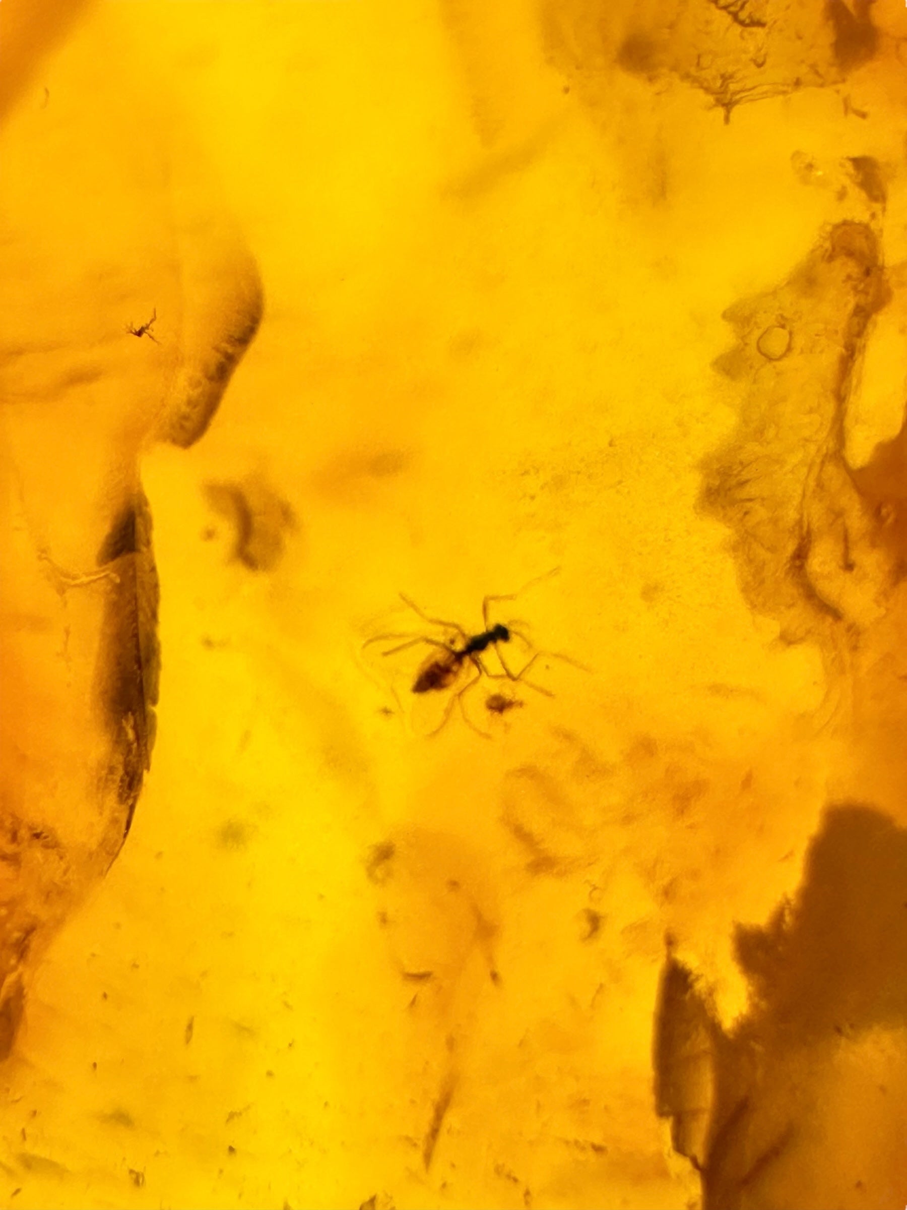 Insects in amber – Lithuania – 11,5g