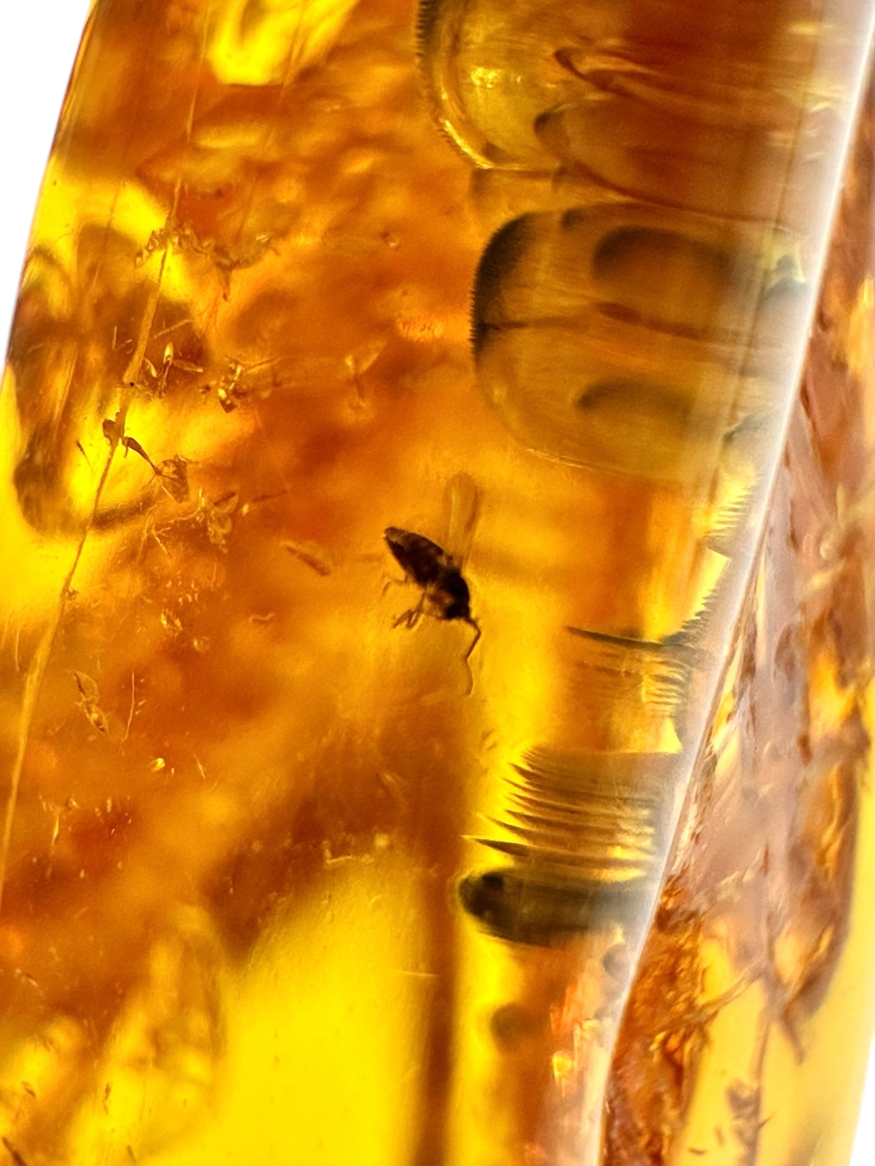 Insects in amber – Lithuania – 4,1g