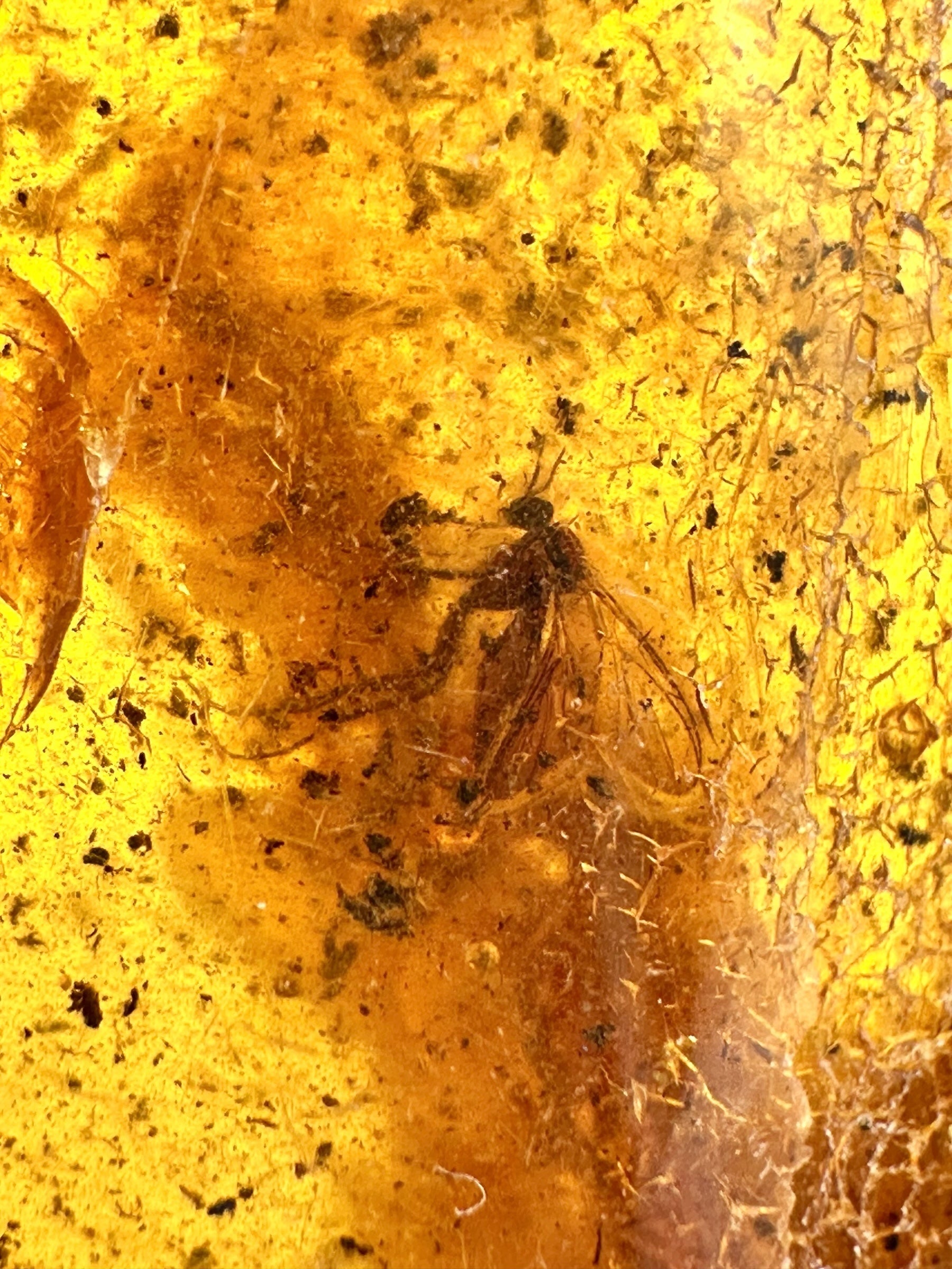 Insects in amber – Lithuania – 15,8g