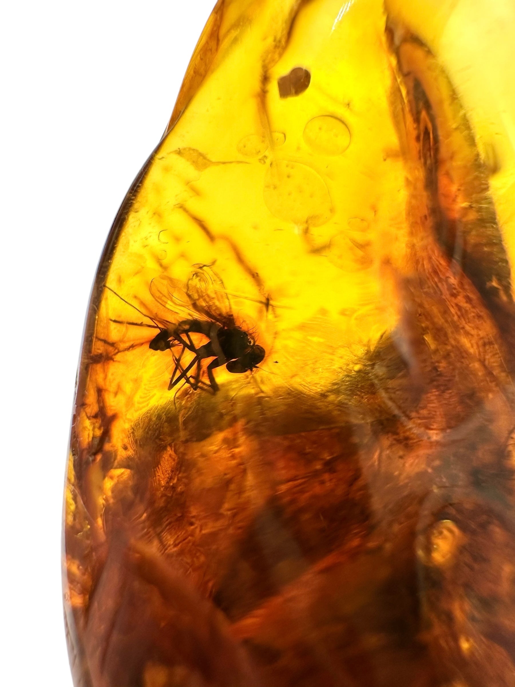Insects in amber – Lithuania – 14,4g
