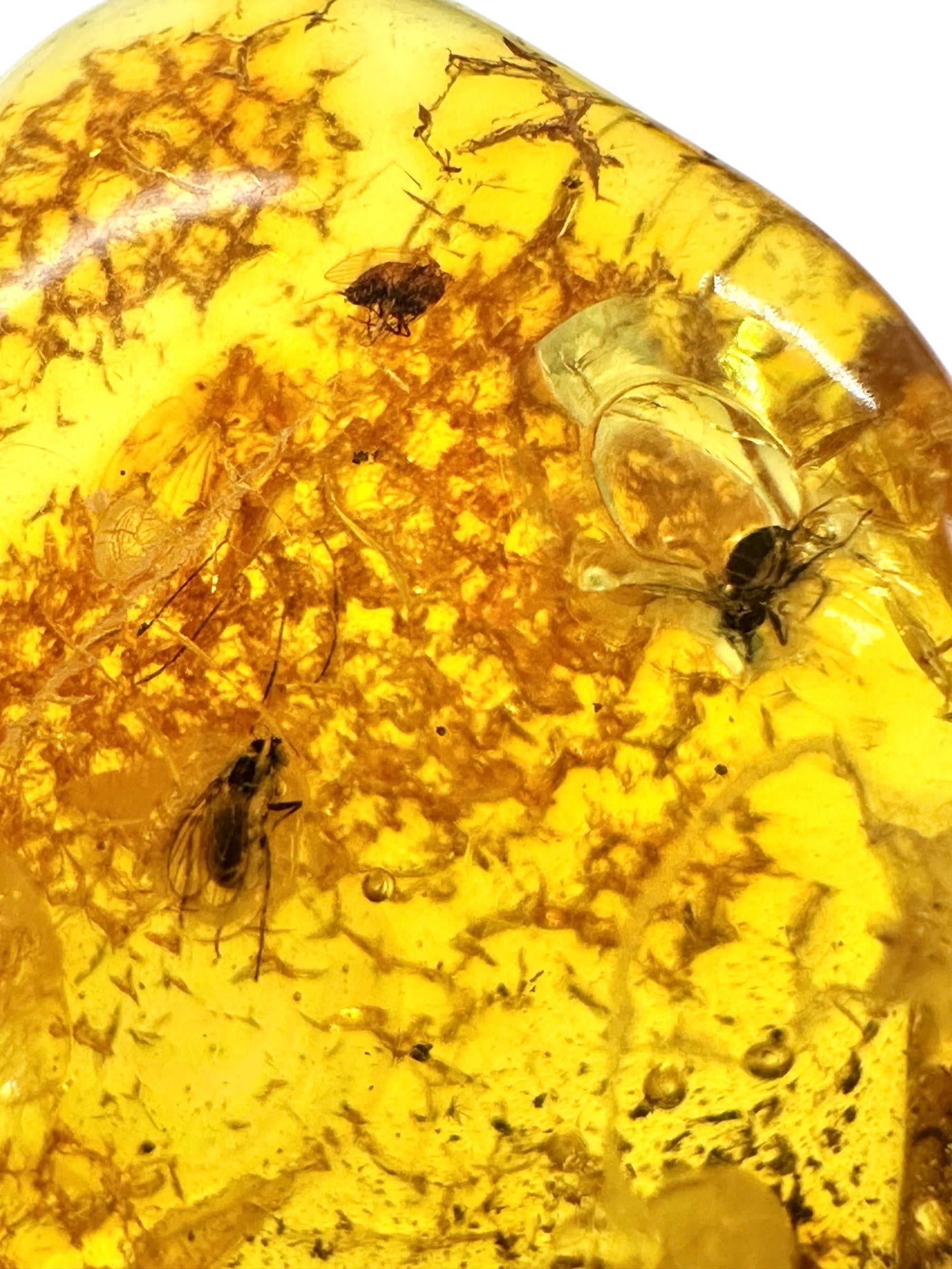 Insects in amber – Lithuania – 4,8g