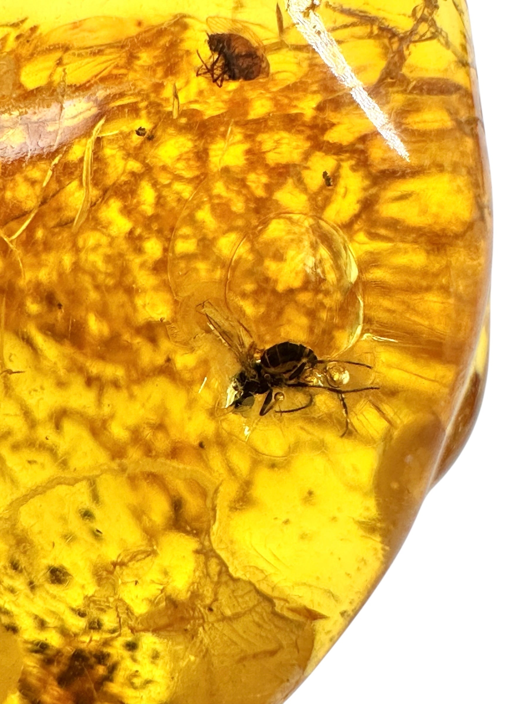 Insects in amber – Lithuania – 4,8g - IJ179