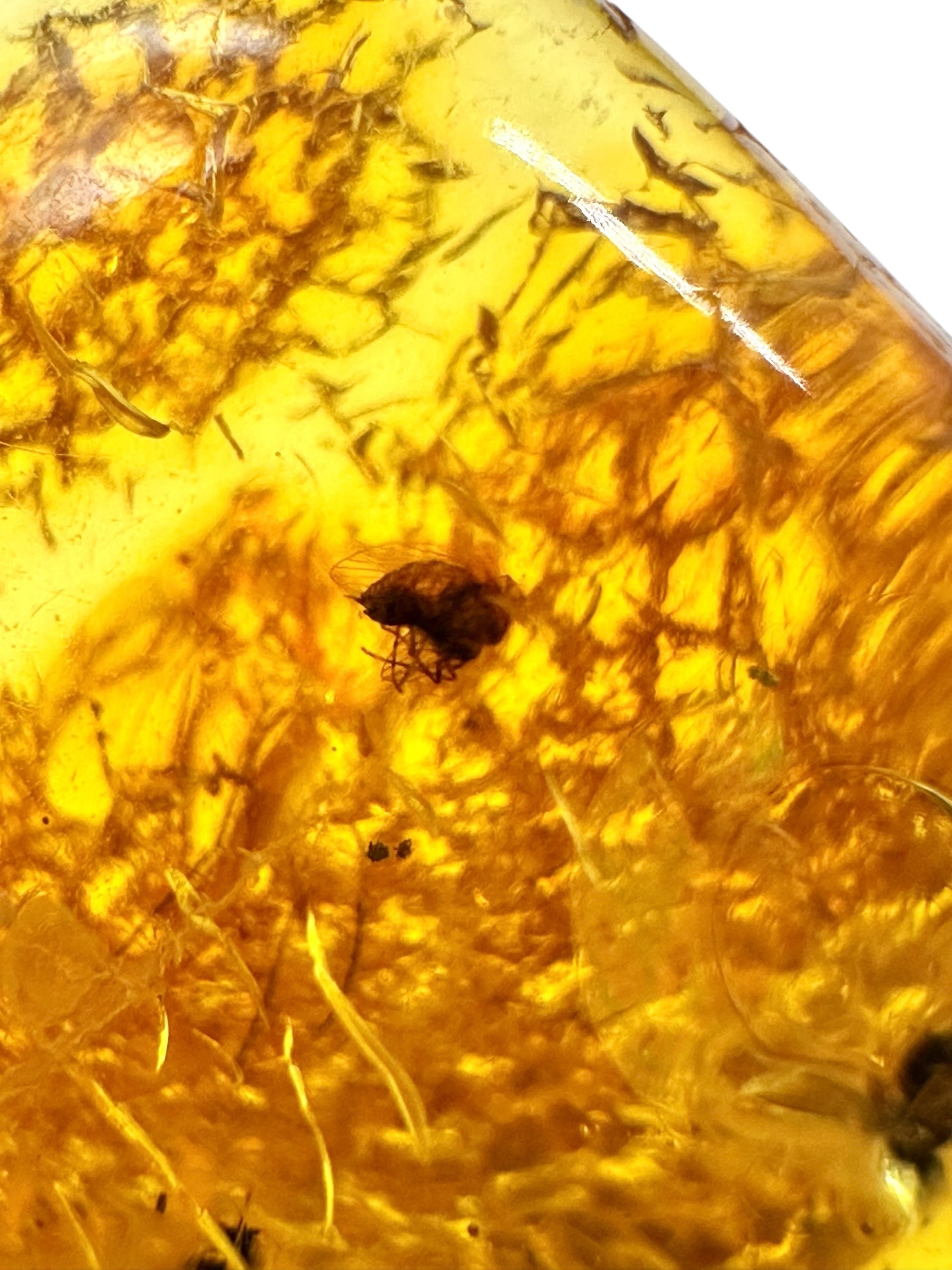 Insects in amber – Lithuania – 4,8g - IJ179