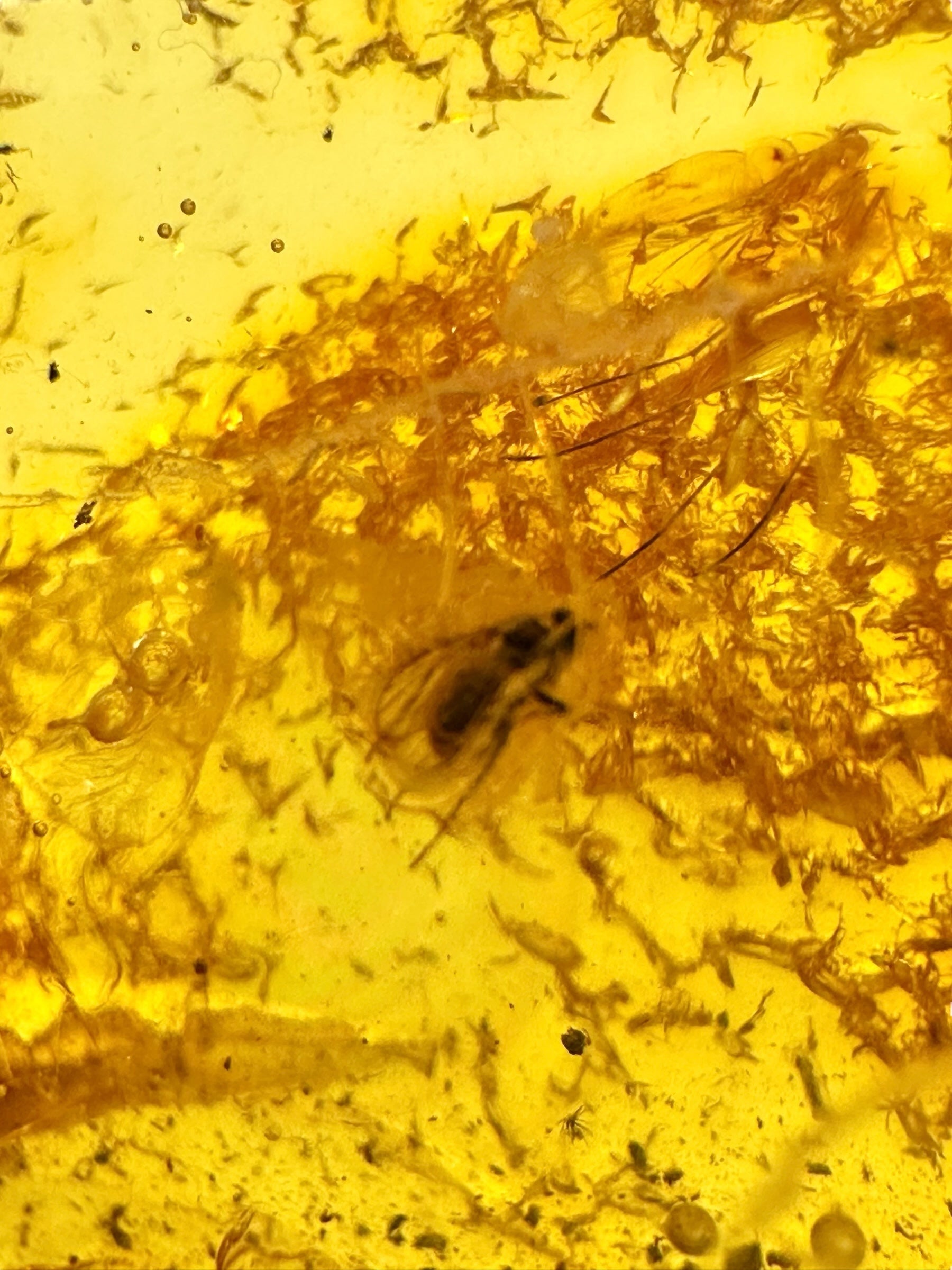 Insects in amber – Lithuania – 4,8g - IJ179