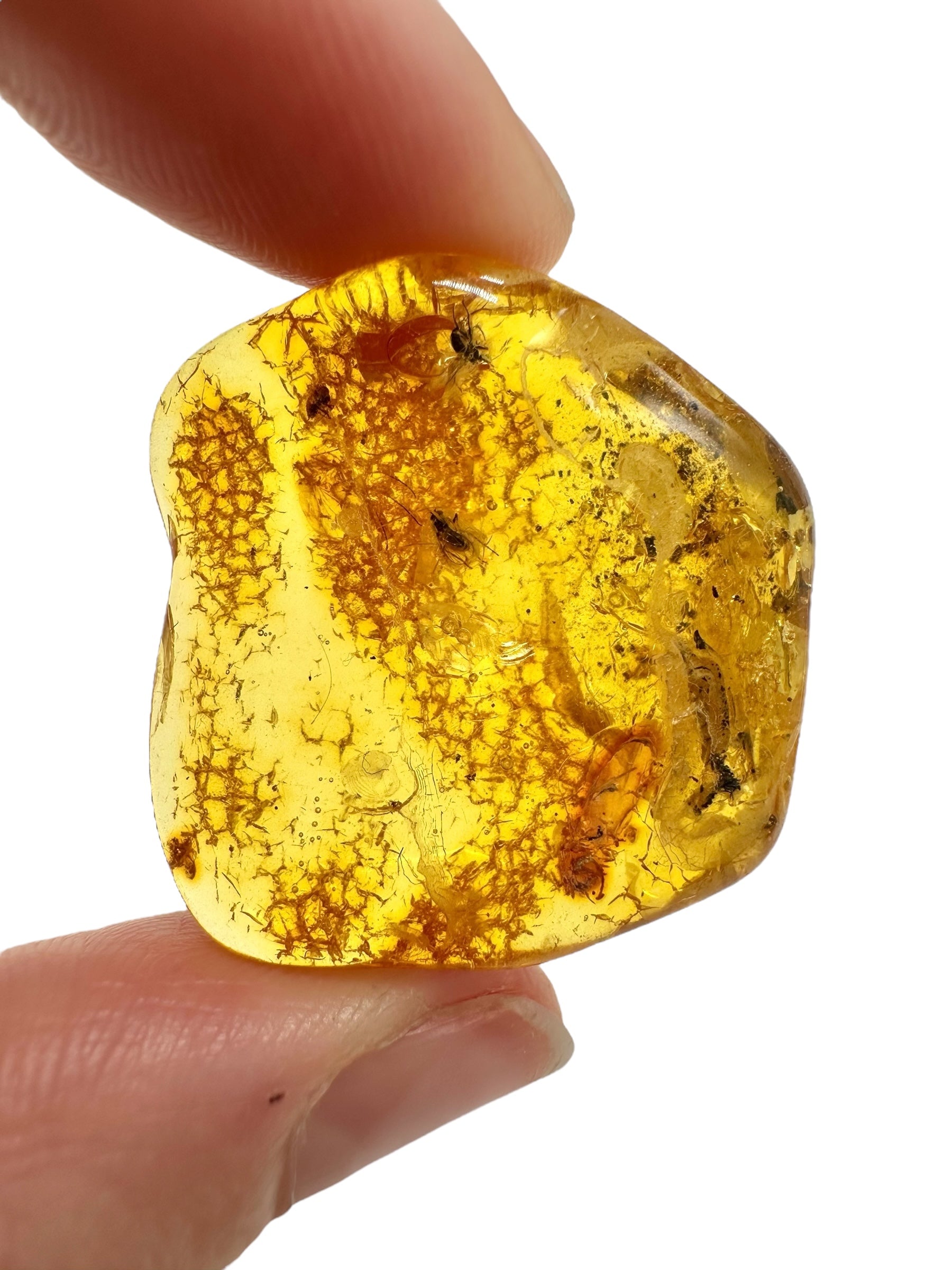 Insects in amber – Lithuania – 4,8g - IJ179