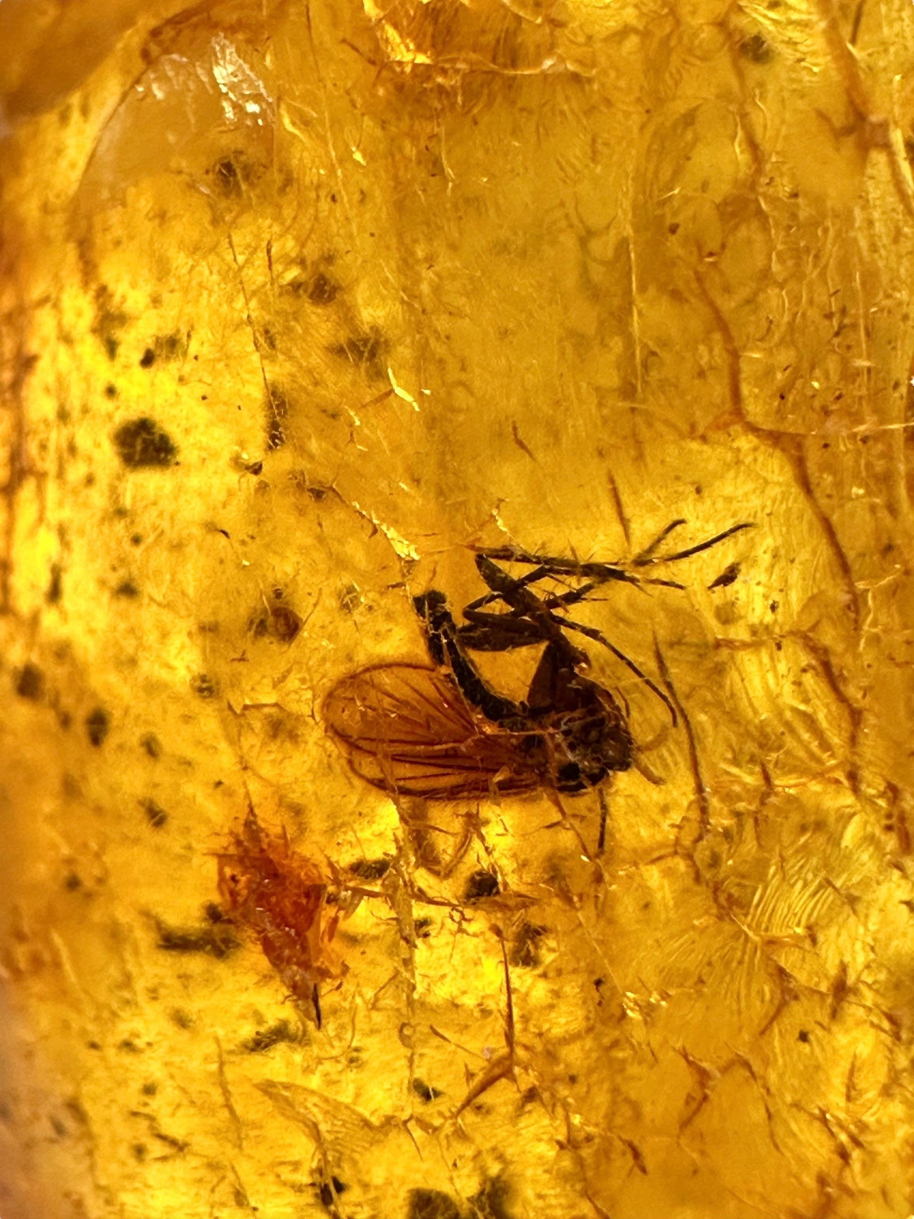 Insects in amber – Lithuania – 17g