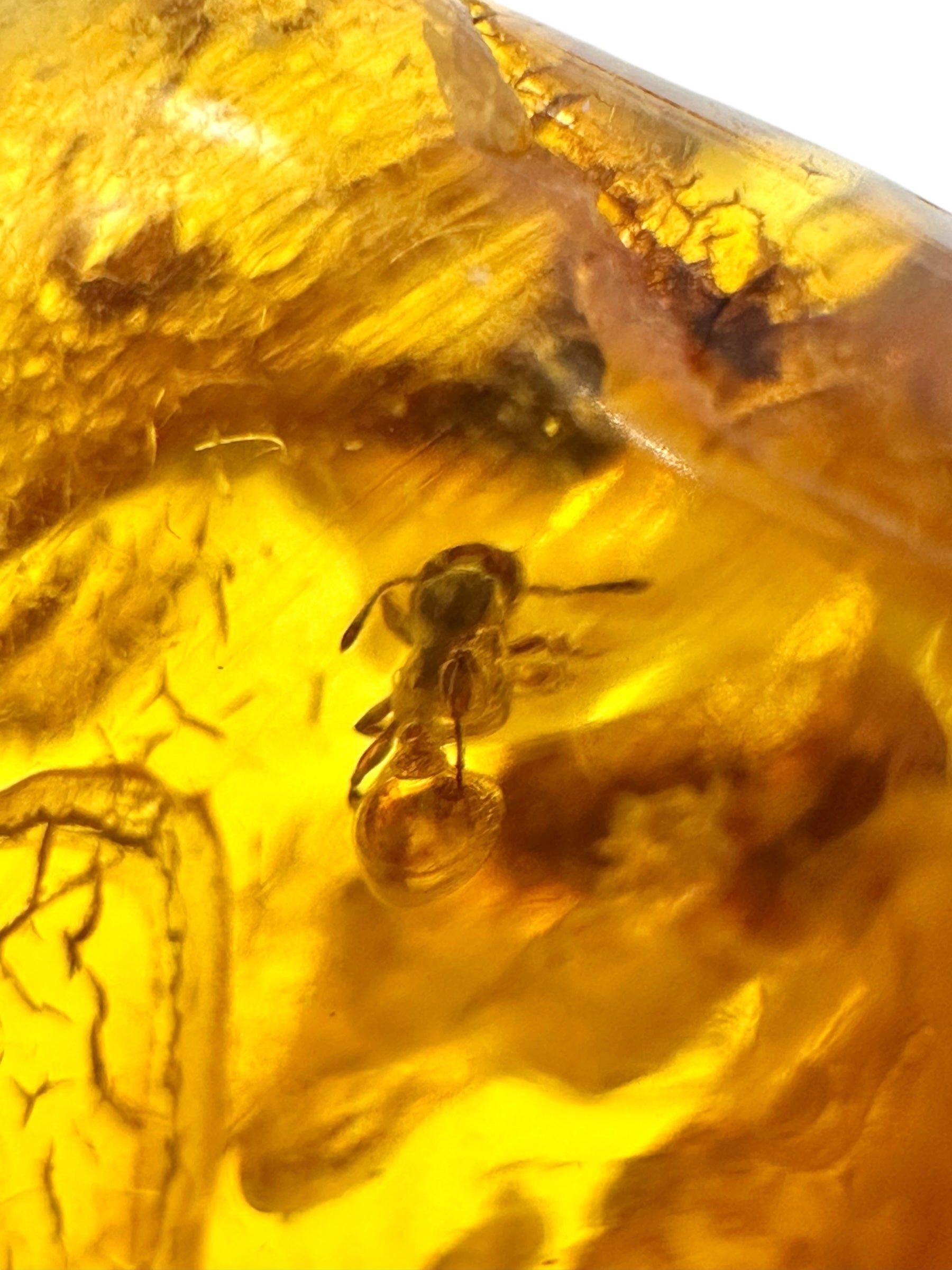 Insects in amber – Lithuania – 13,2g