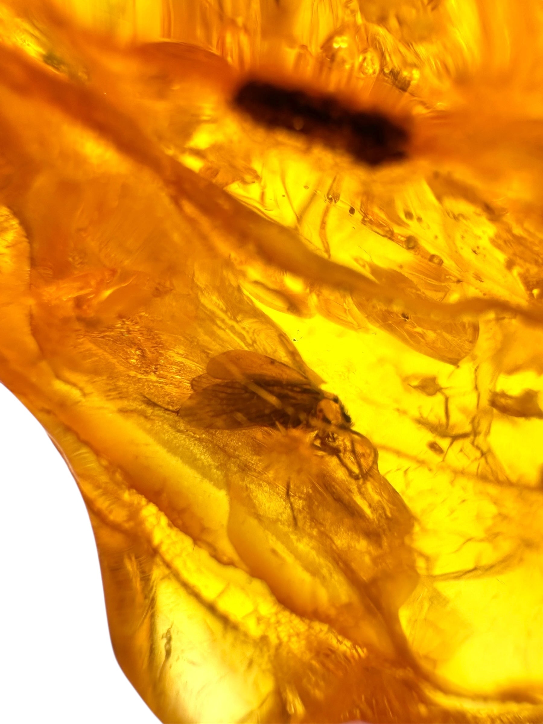 Insects in amber – Lithuania – 13,2g - IJ181
