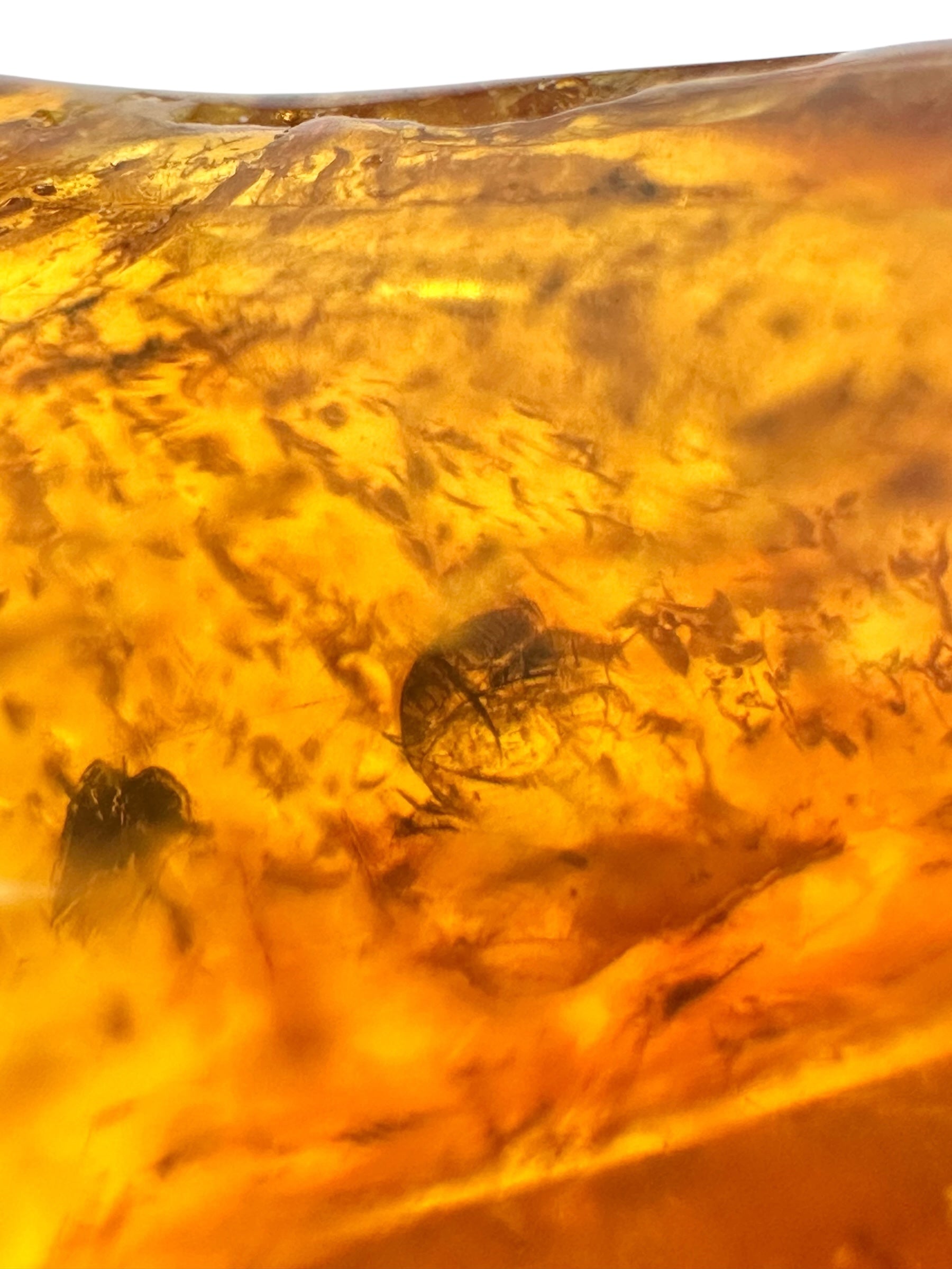 Insects in amber – Lithuania – 11,6g - IJ183