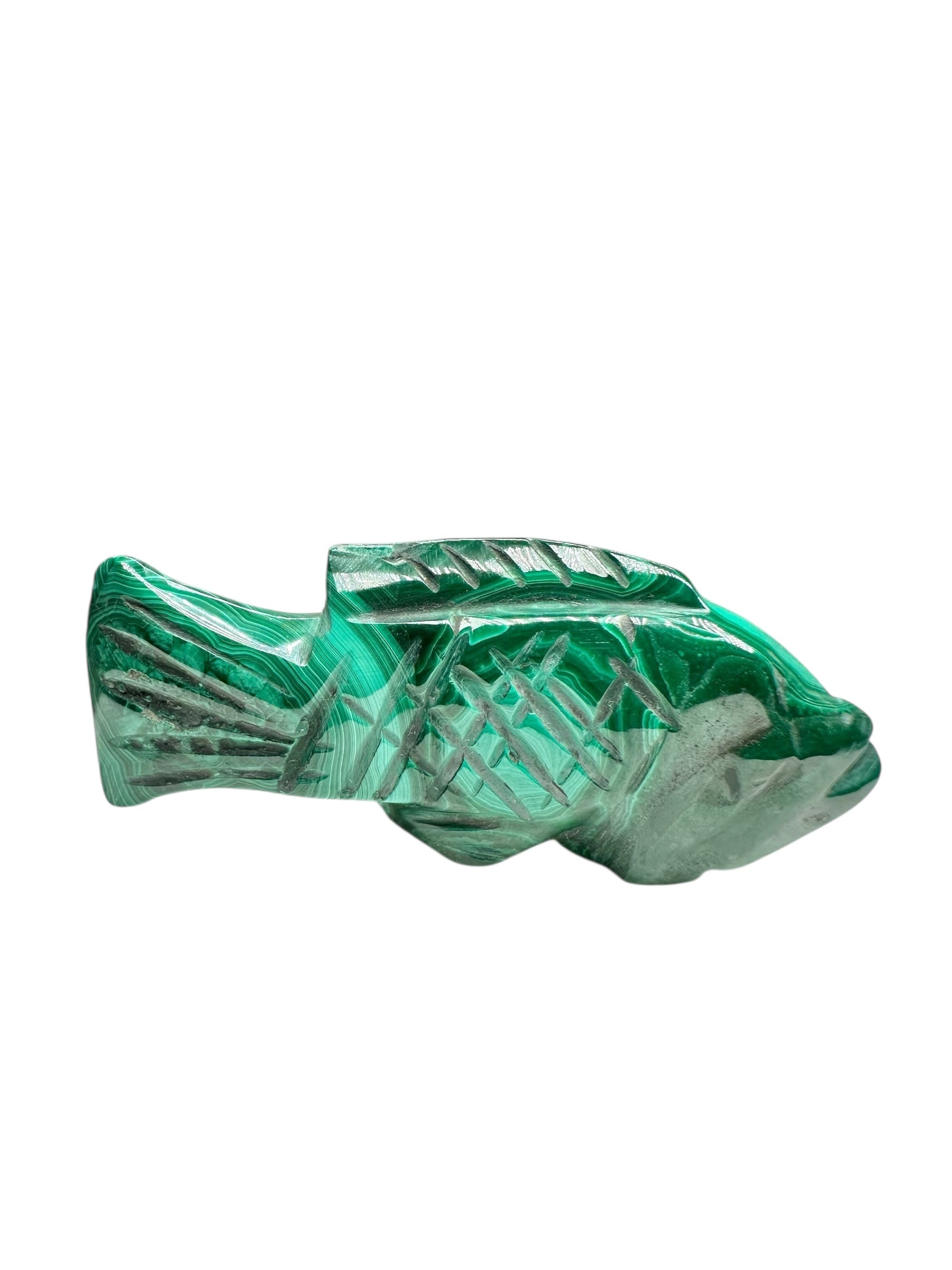 Malachite animal – Fish - MZ040