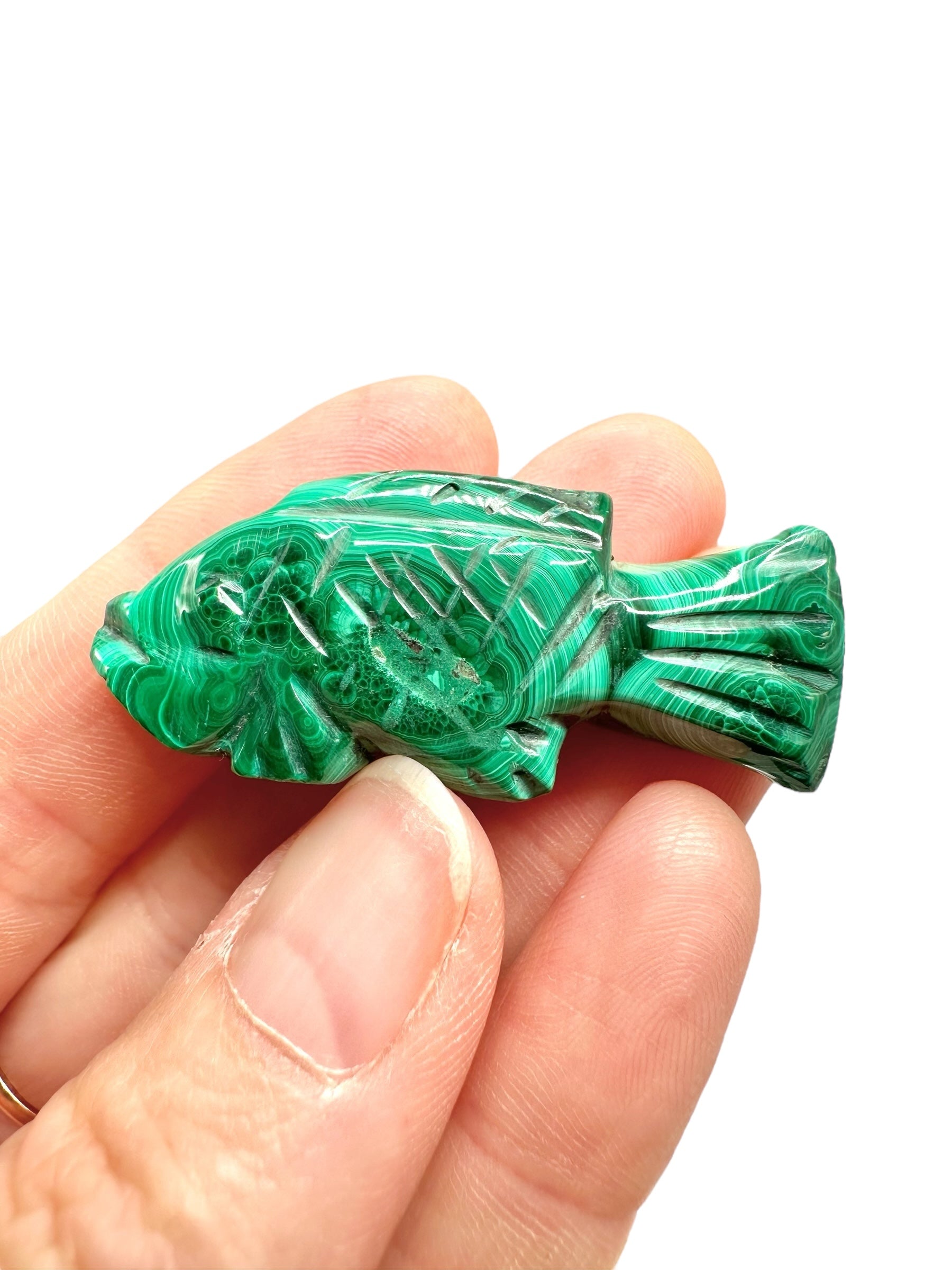 Malachite animal – Fish - MZ040