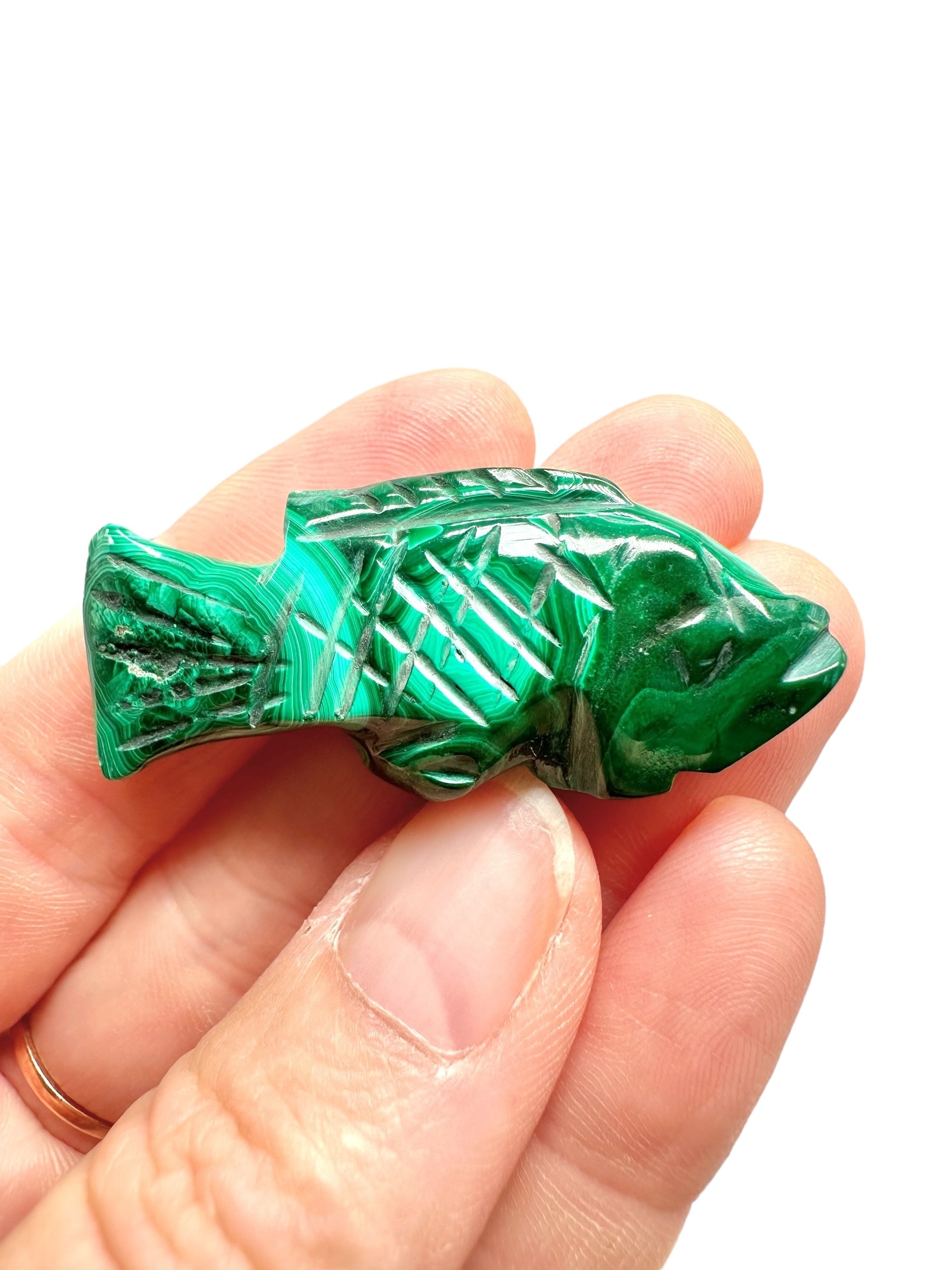 Malachite animal – Fish - MZ040