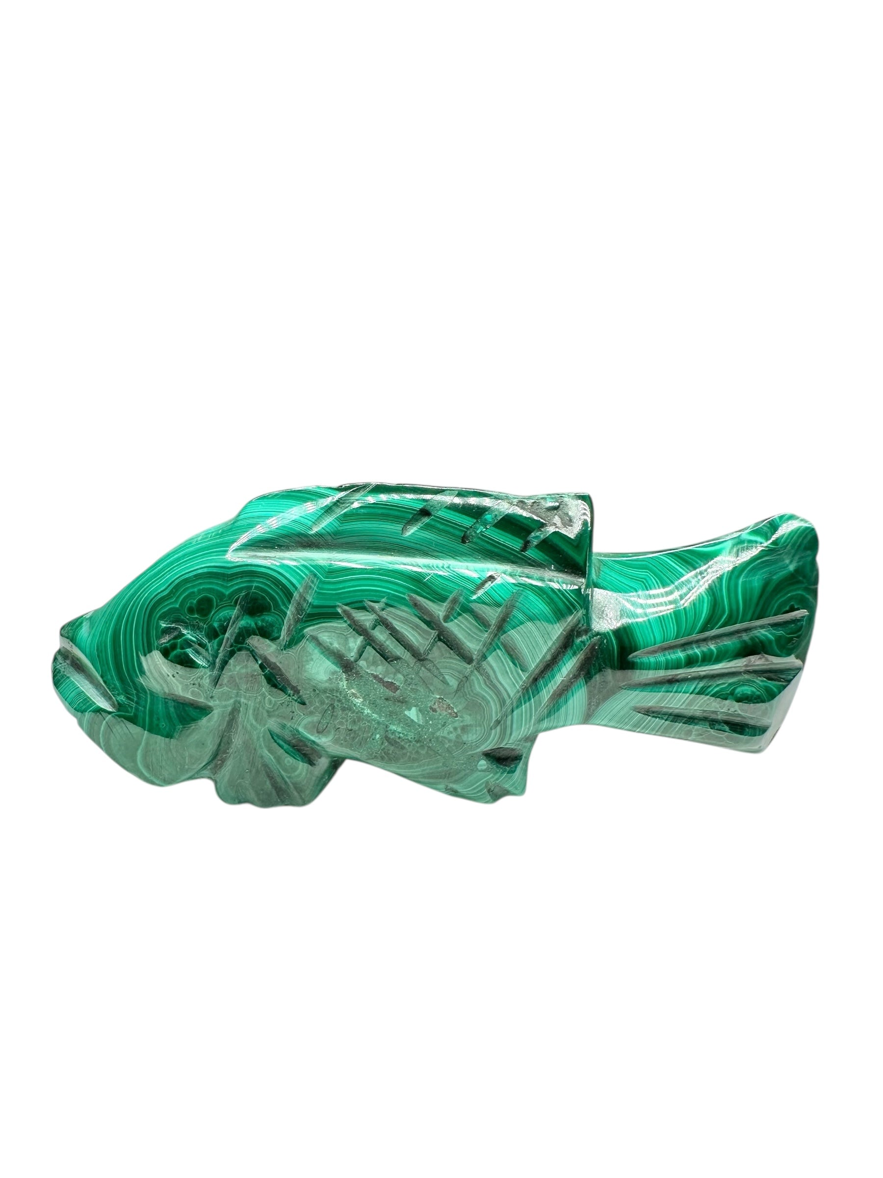 Malachite animal – Fish