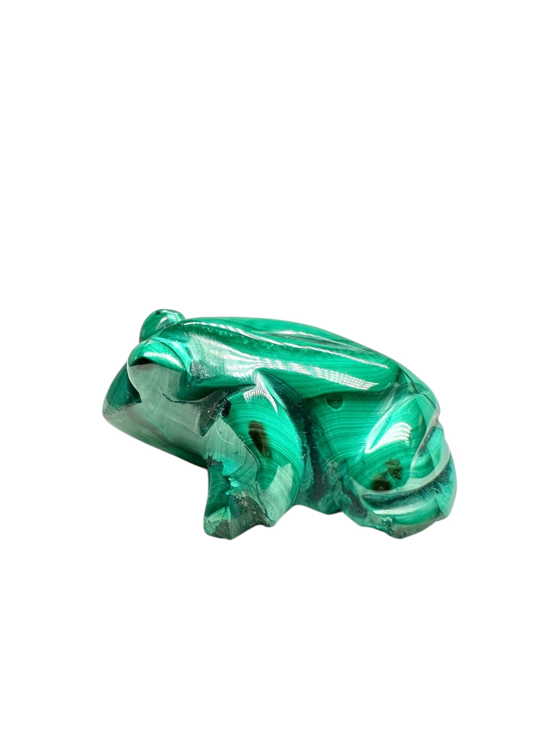 Malachite animal – Frog