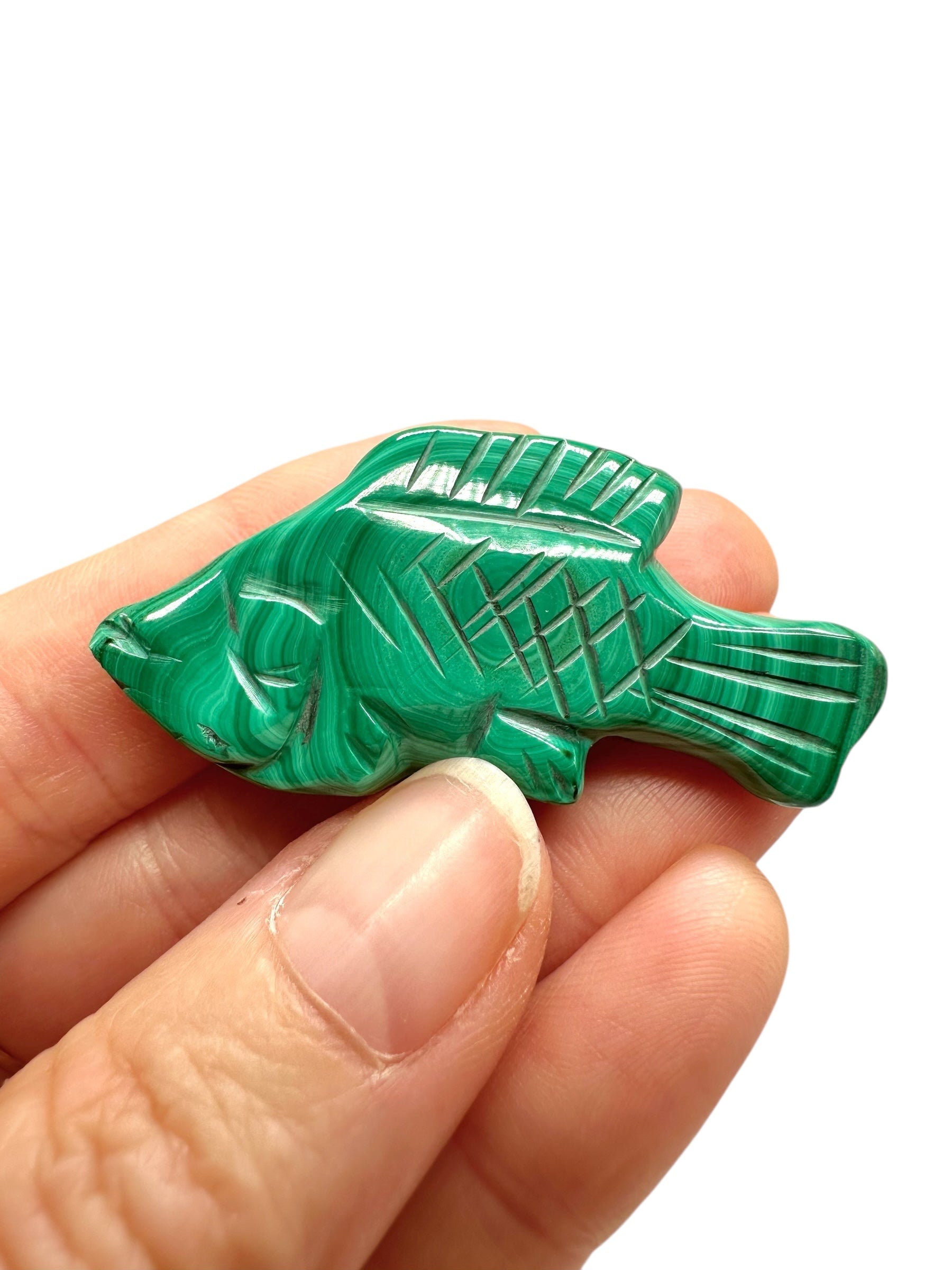 Malachite animal – Fish - MZ044