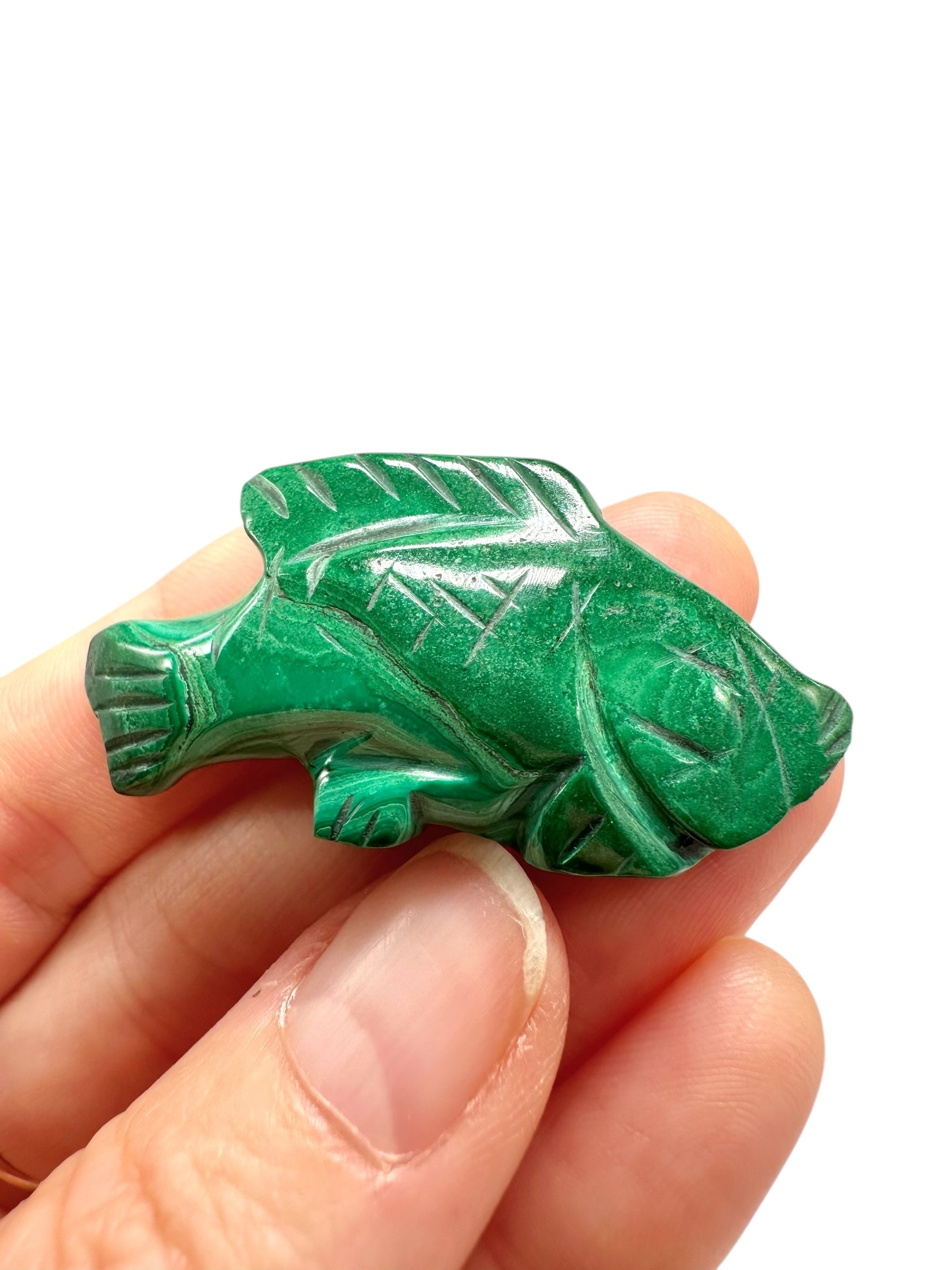 Malachite animal – Fish - MZ044