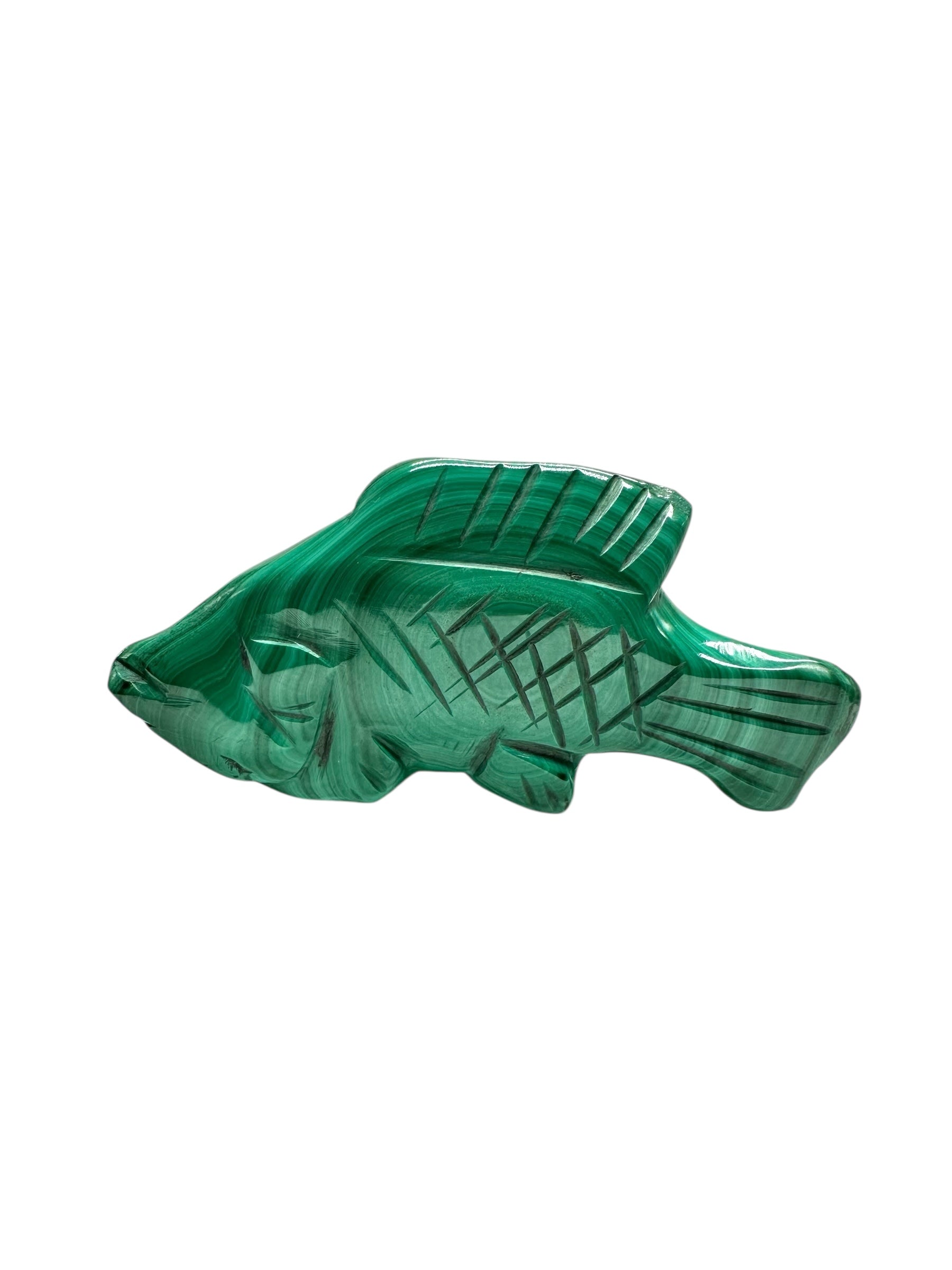Malachite animal – Fish