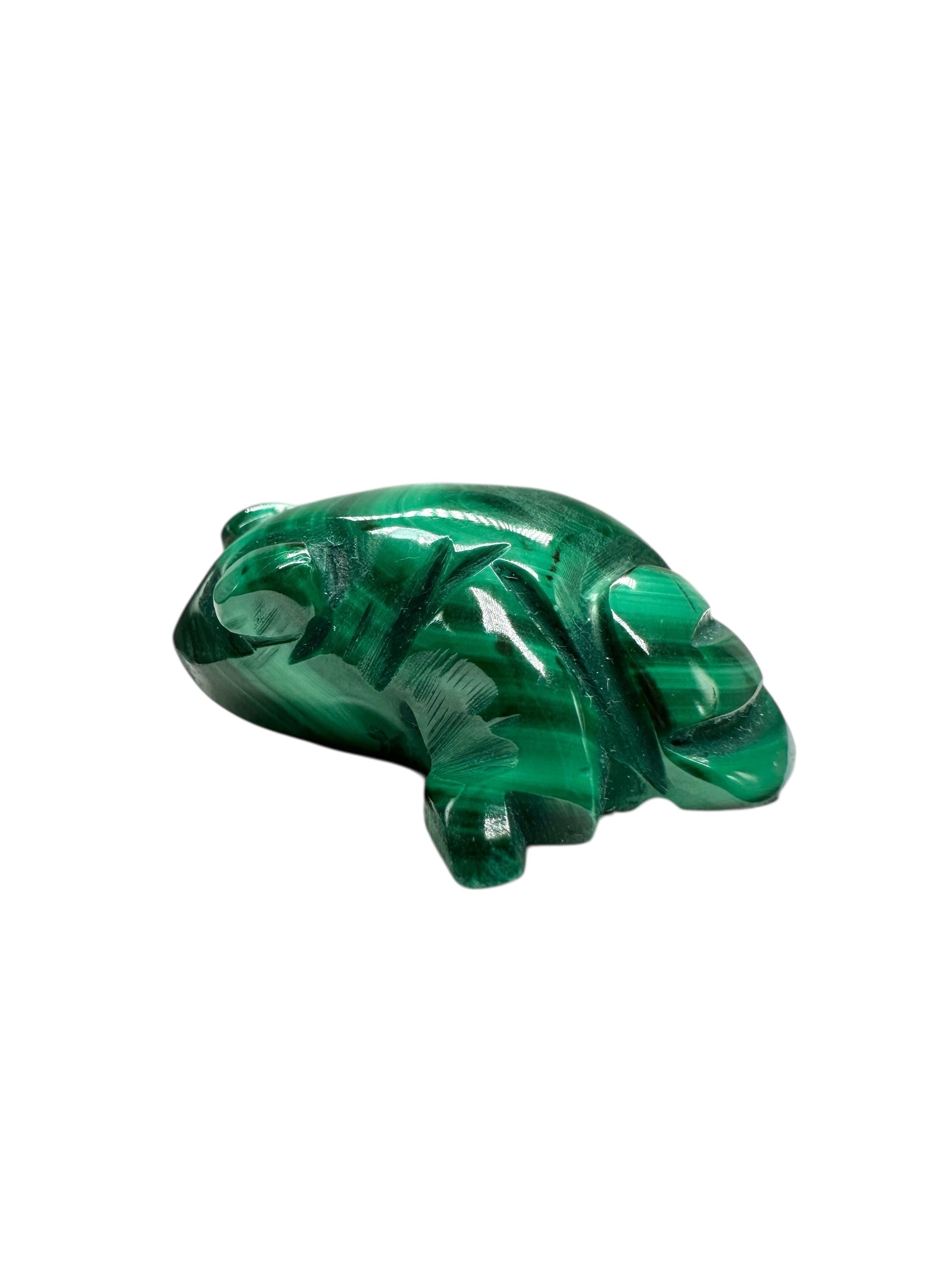 Malachite animal – Frog