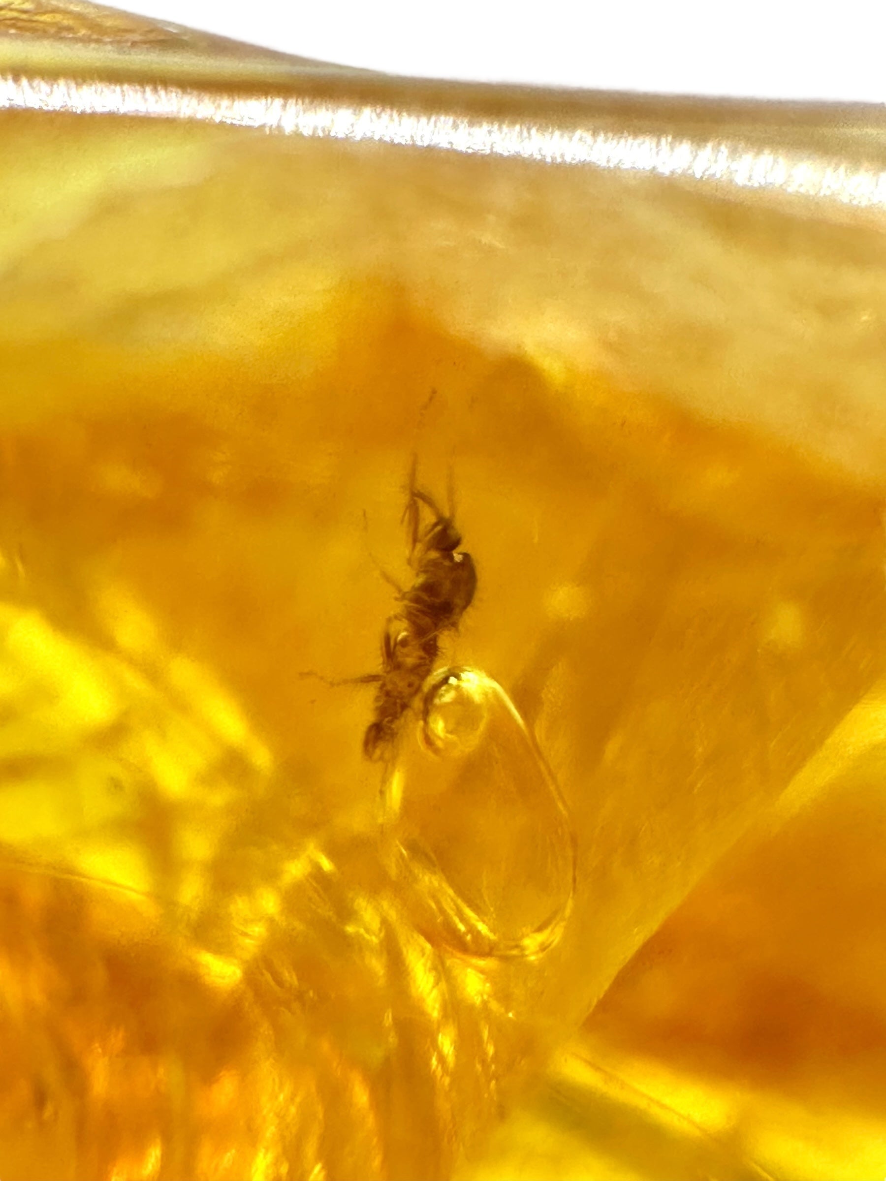 Insects in amber – Lithuania – 13g