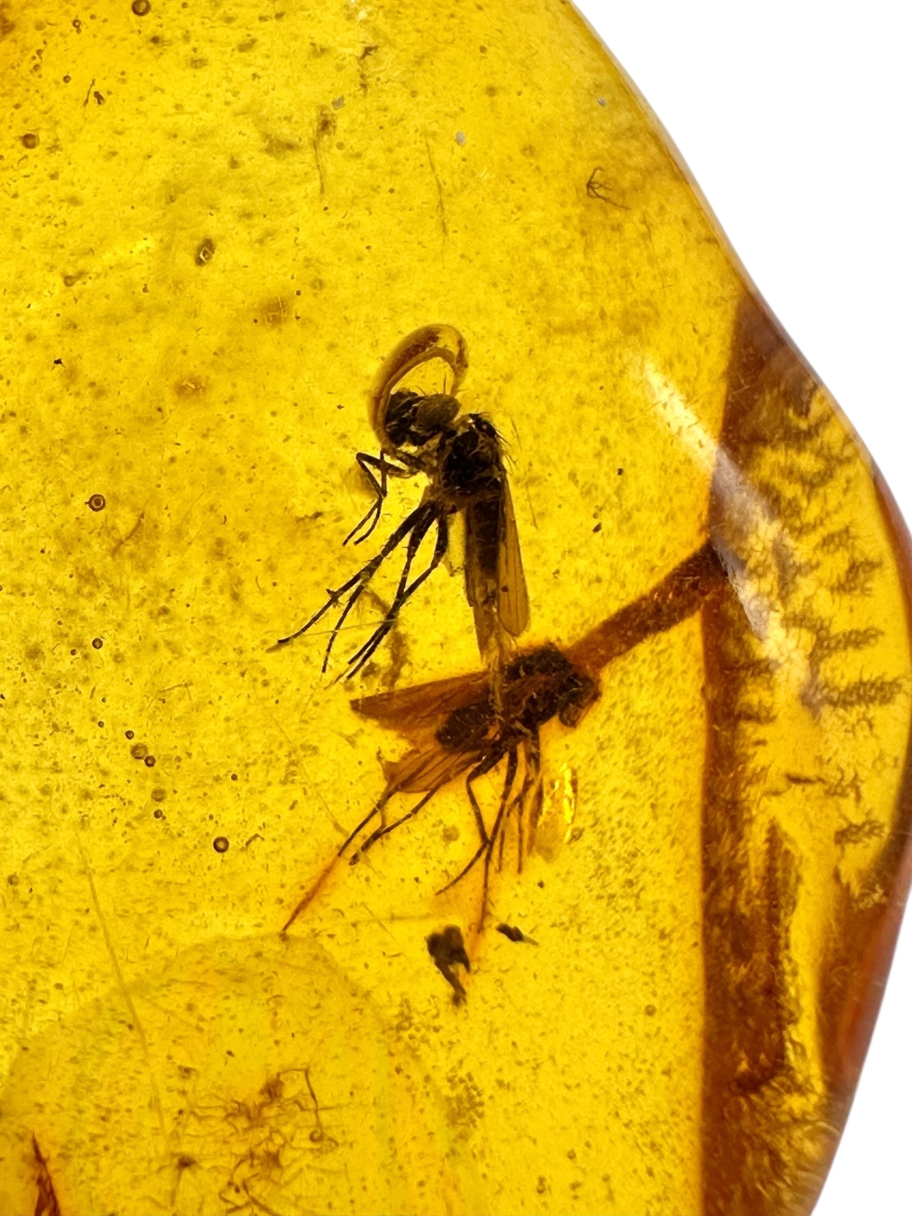 Insects in amber – Lithuania – 2,8g - IJ186