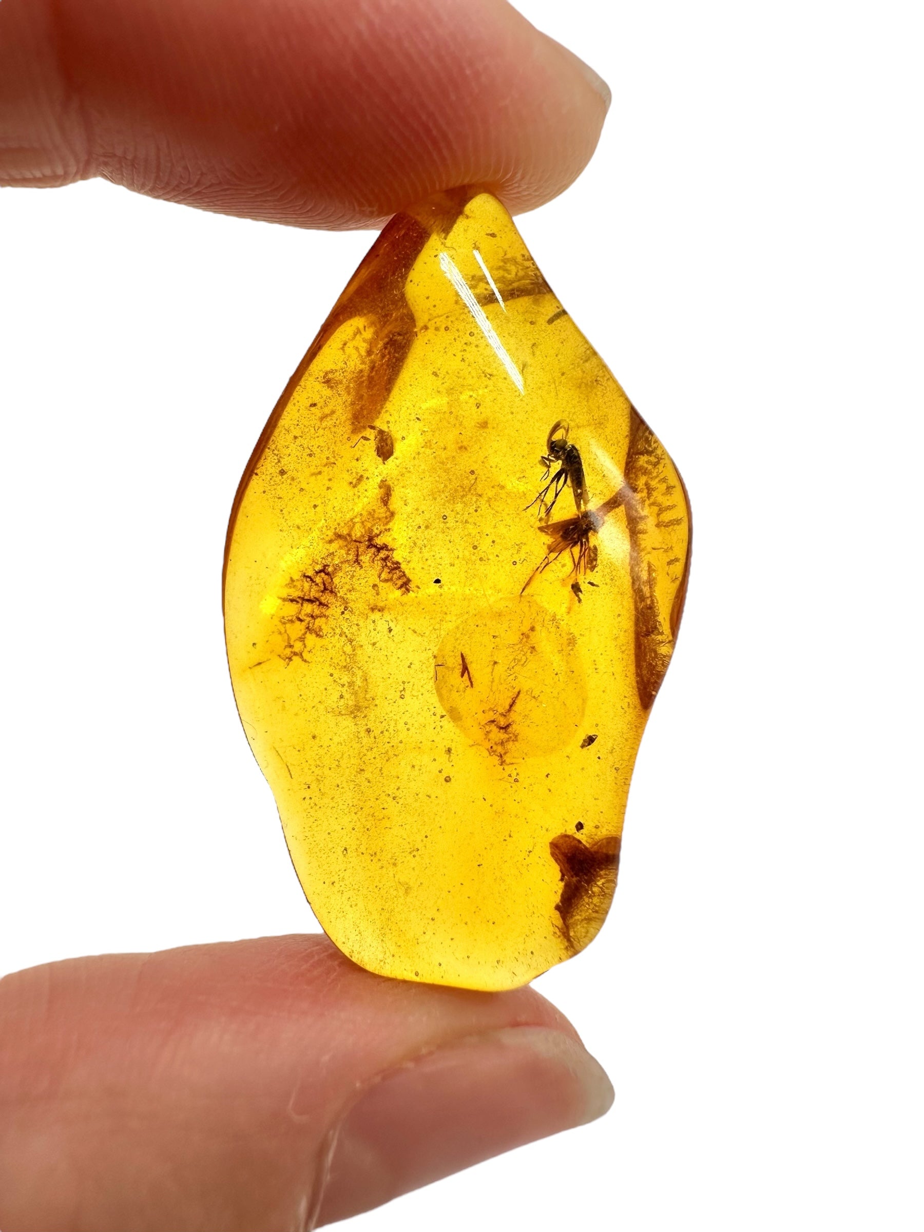 Insects in amber – Lithuania – 2,8g