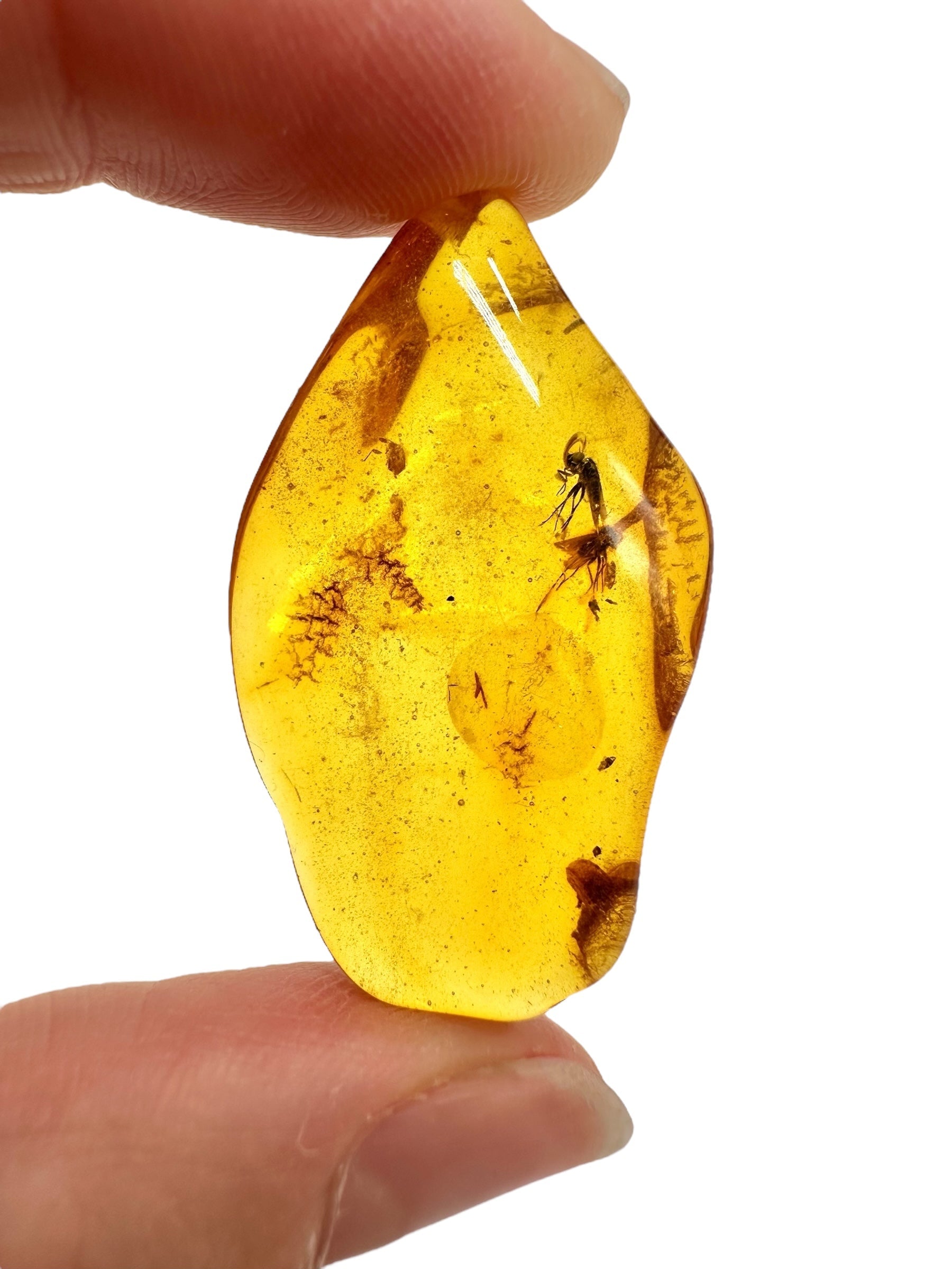 Insects in amber – Lithuania – 2,8g